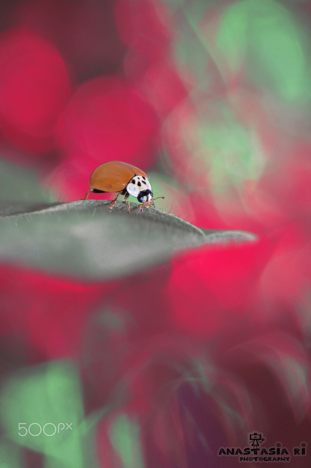 Canon EF 100mm F2.8 Macro USM sample photo. Where am i? photography
