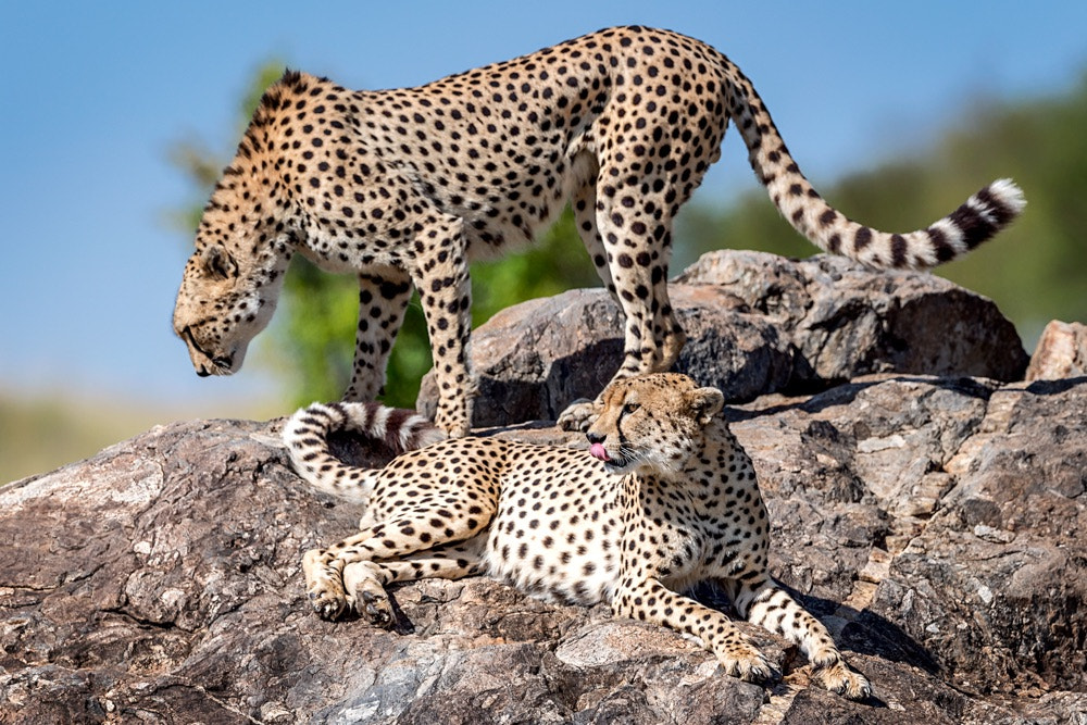 Nikon AF-S Nikkor 600mm F4E FL ED VR sample photo. Cheetah photography