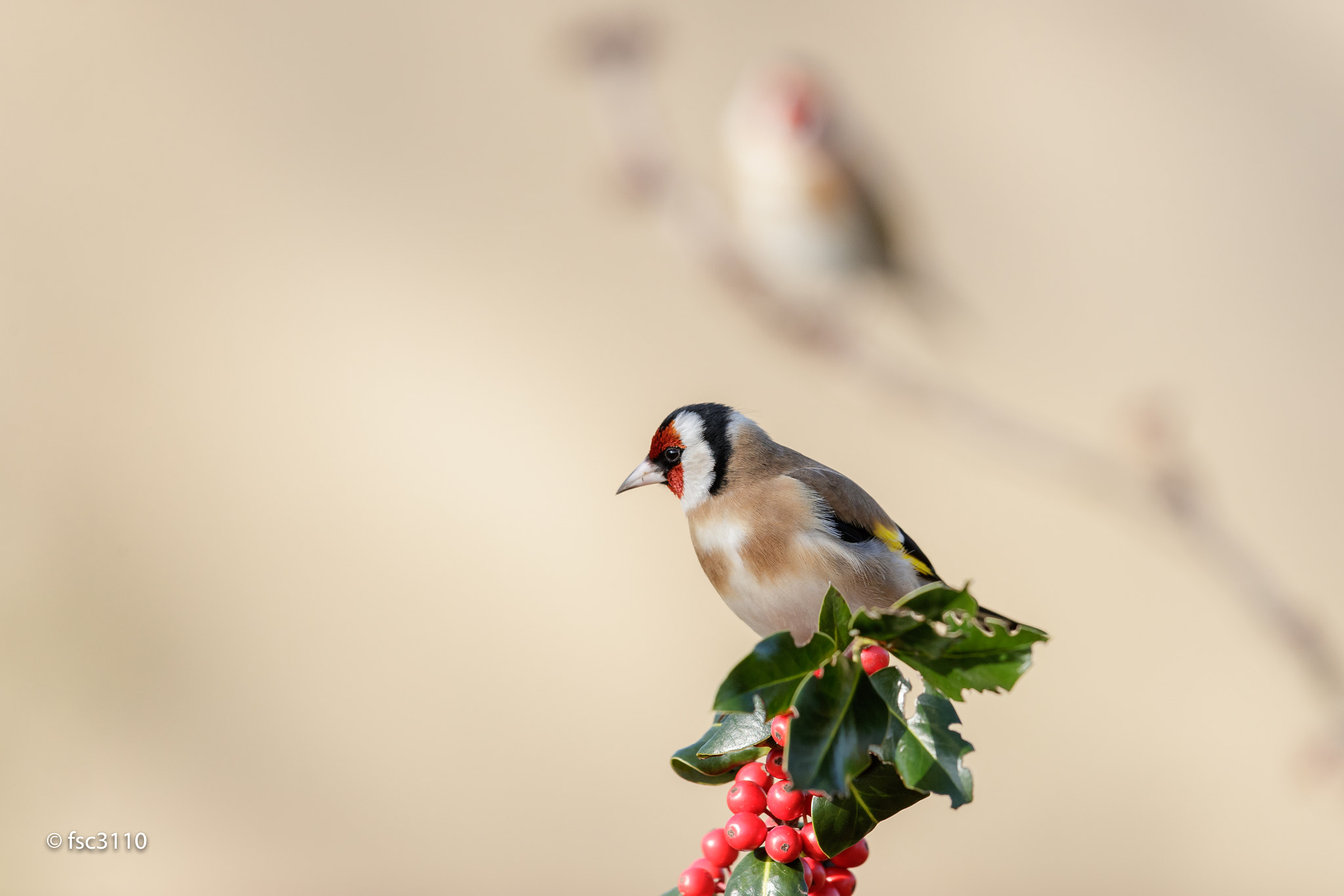 Canon EF 500mm F4L IS II USM sample photo. European goldfinch photography