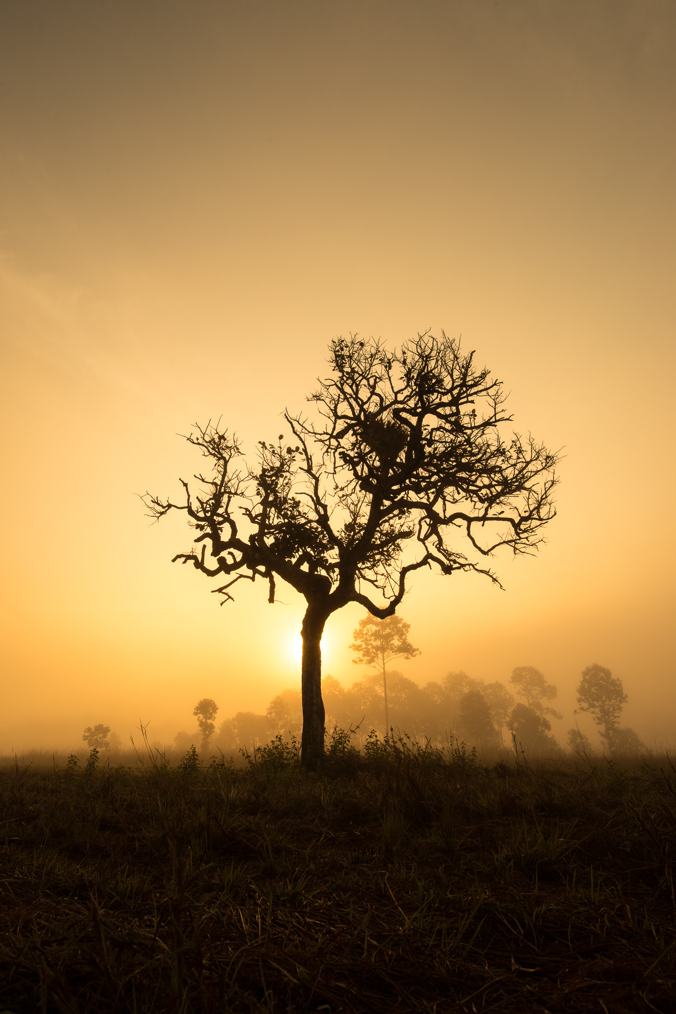 Nikon D800 + Nikon AF-S Nikkor 20mm F1.8G ED sample photo. Lonely tree in the forest photography