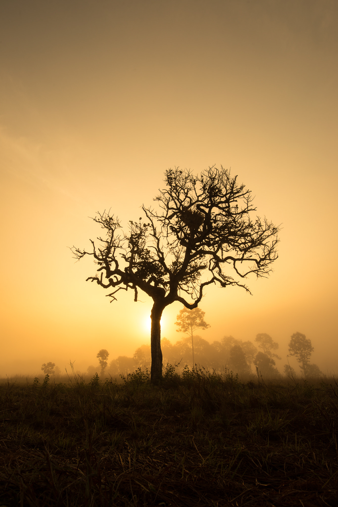 Nikon D800 sample photo. Lonely tree in the forest photography