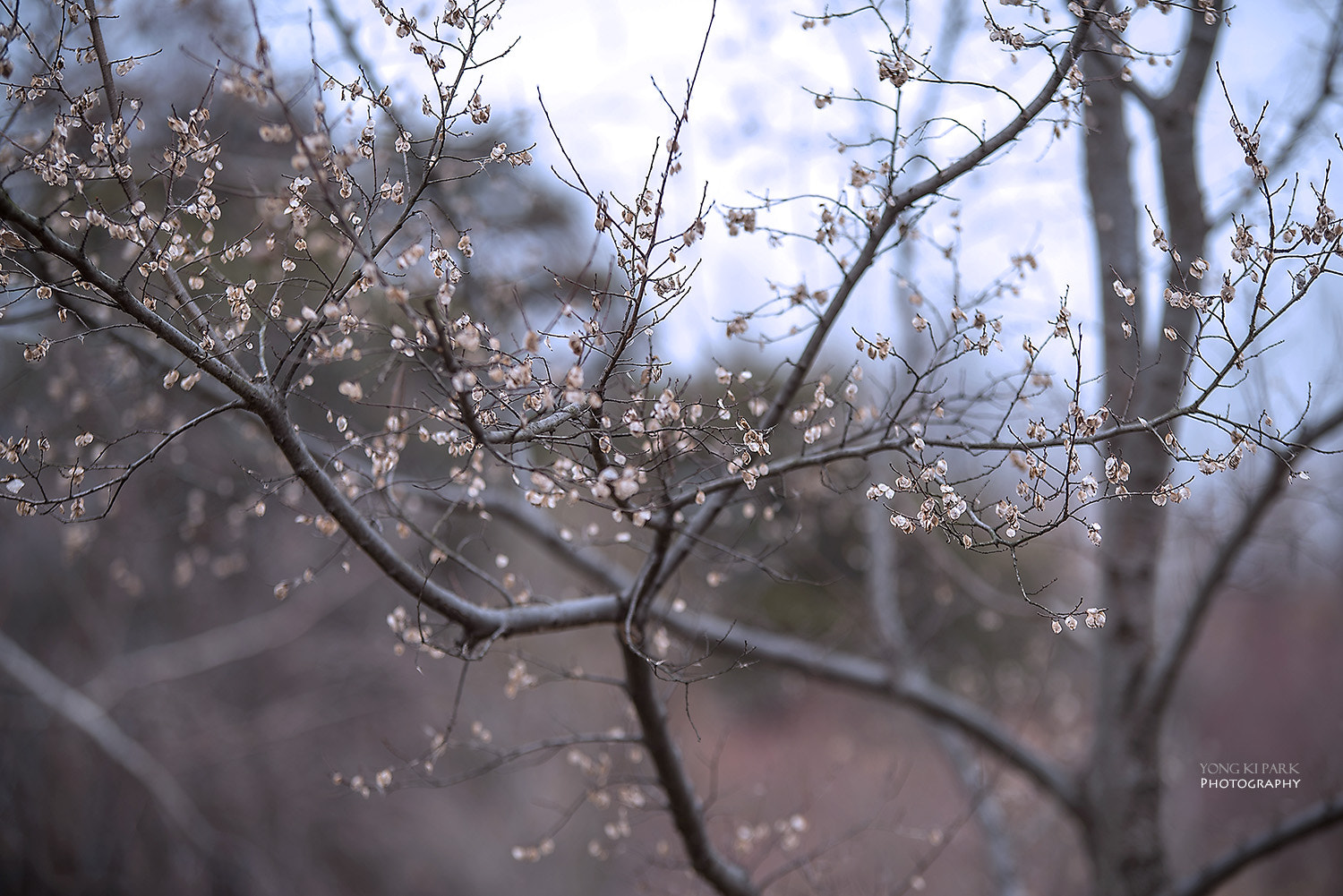 Pentax K-1 sample photo. The winter story of the wild flowers and trees-3 photography