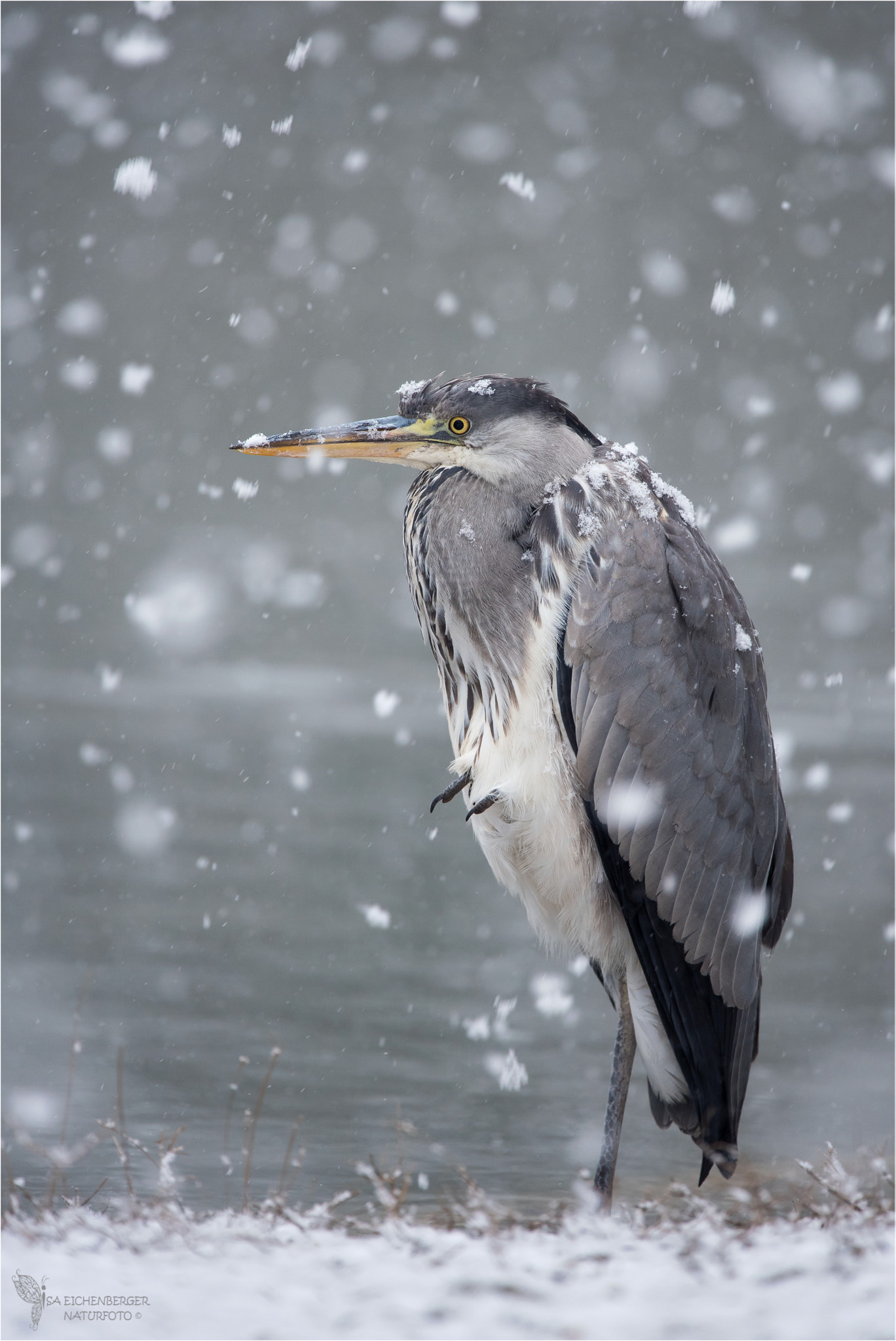 Nikon Nikkor AF-S 300mm F4E PF ED VR sample photo. Wenn frau holle die kissen schüttelt... photography
