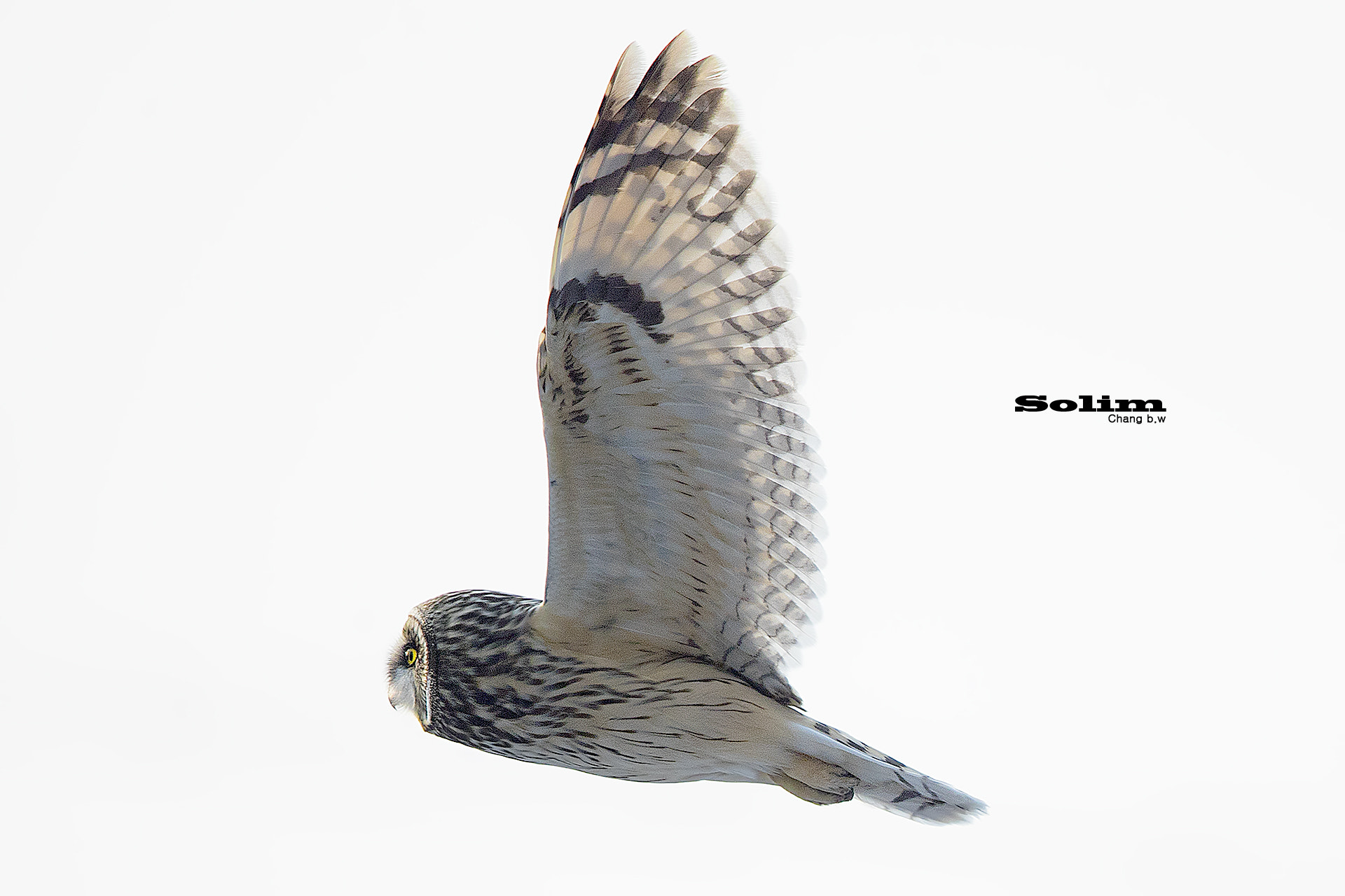 Canon EF 600mm F4L IS II USM sample photo. Short-eared owl~~~ photography
