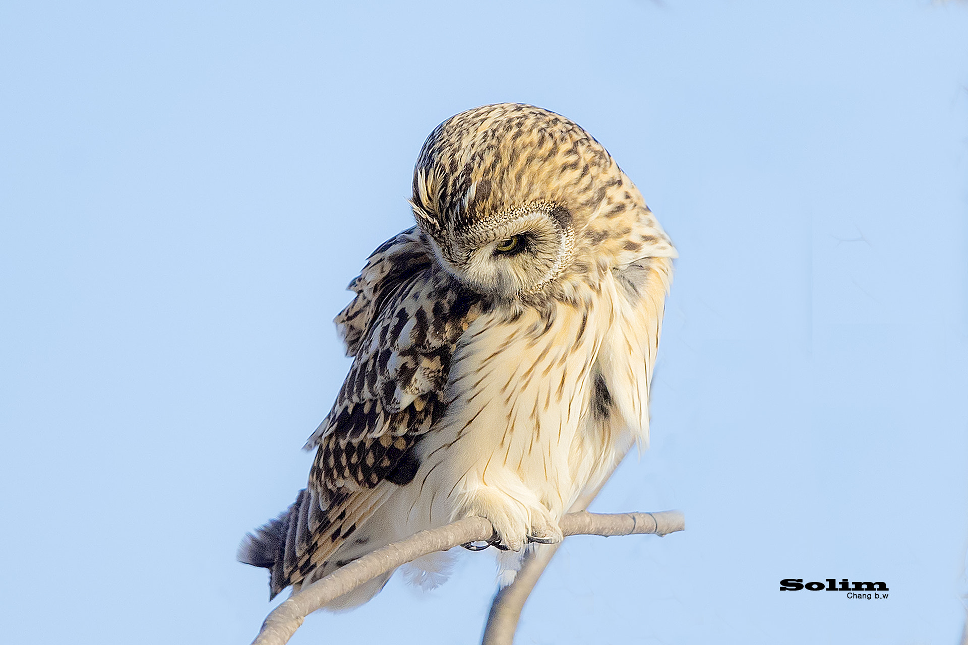 Canon EF 600mm F4L IS II USM sample photo. Short-eared owl~~~ photography