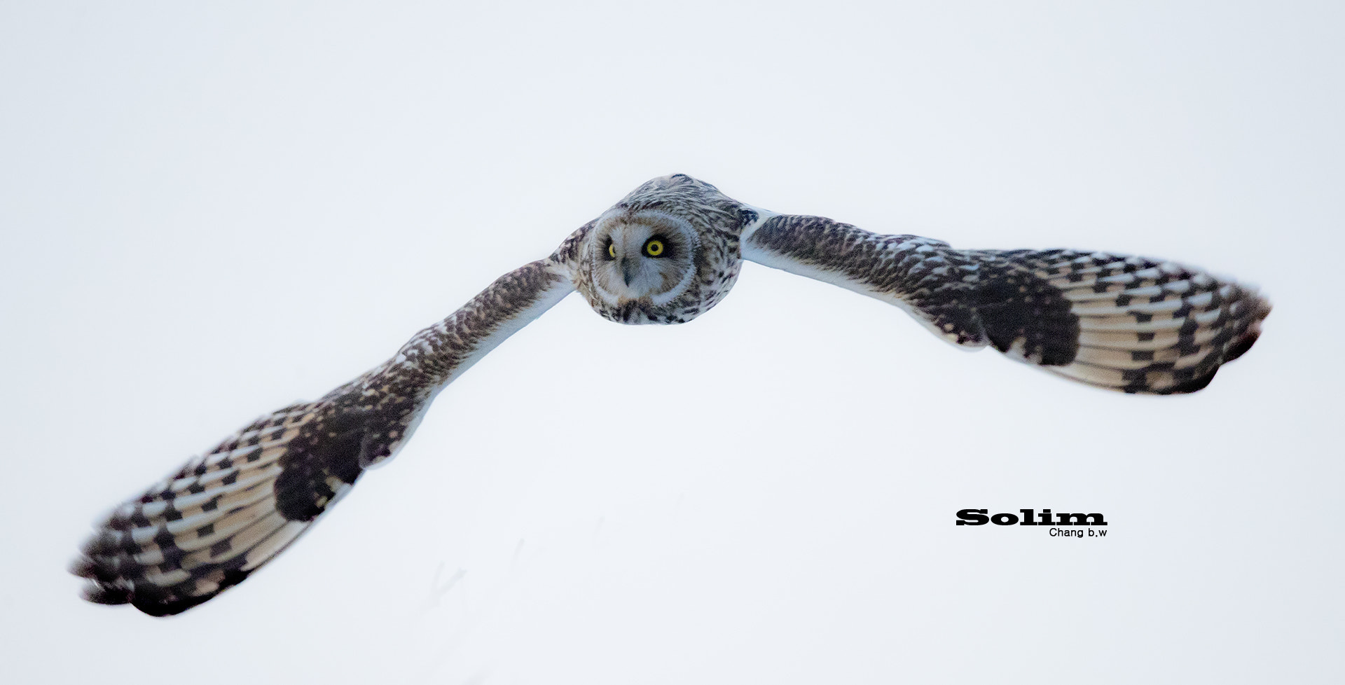Canon EOS-1D X Mark II sample photo. Short-eared owl~~~ photography