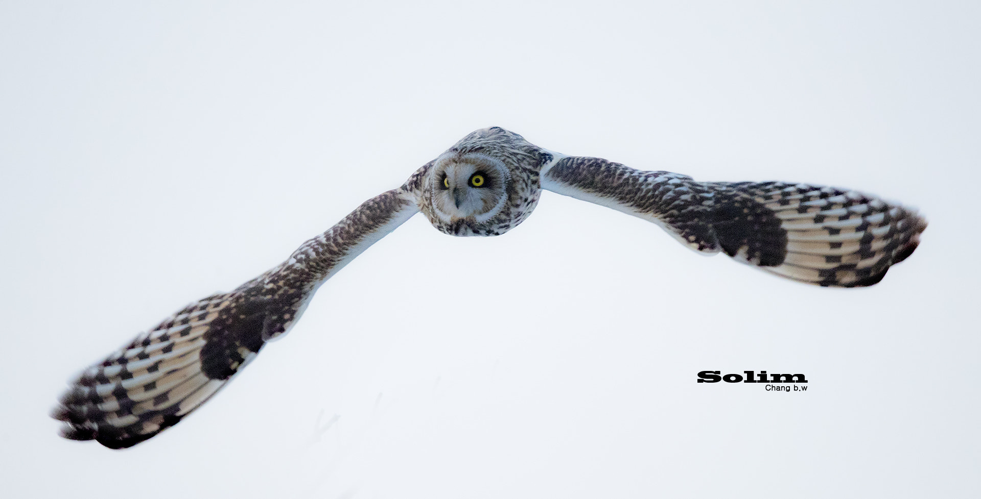 Canon EF 600mm F4L IS II USM sample photo. Short-eared owl~~~ photography