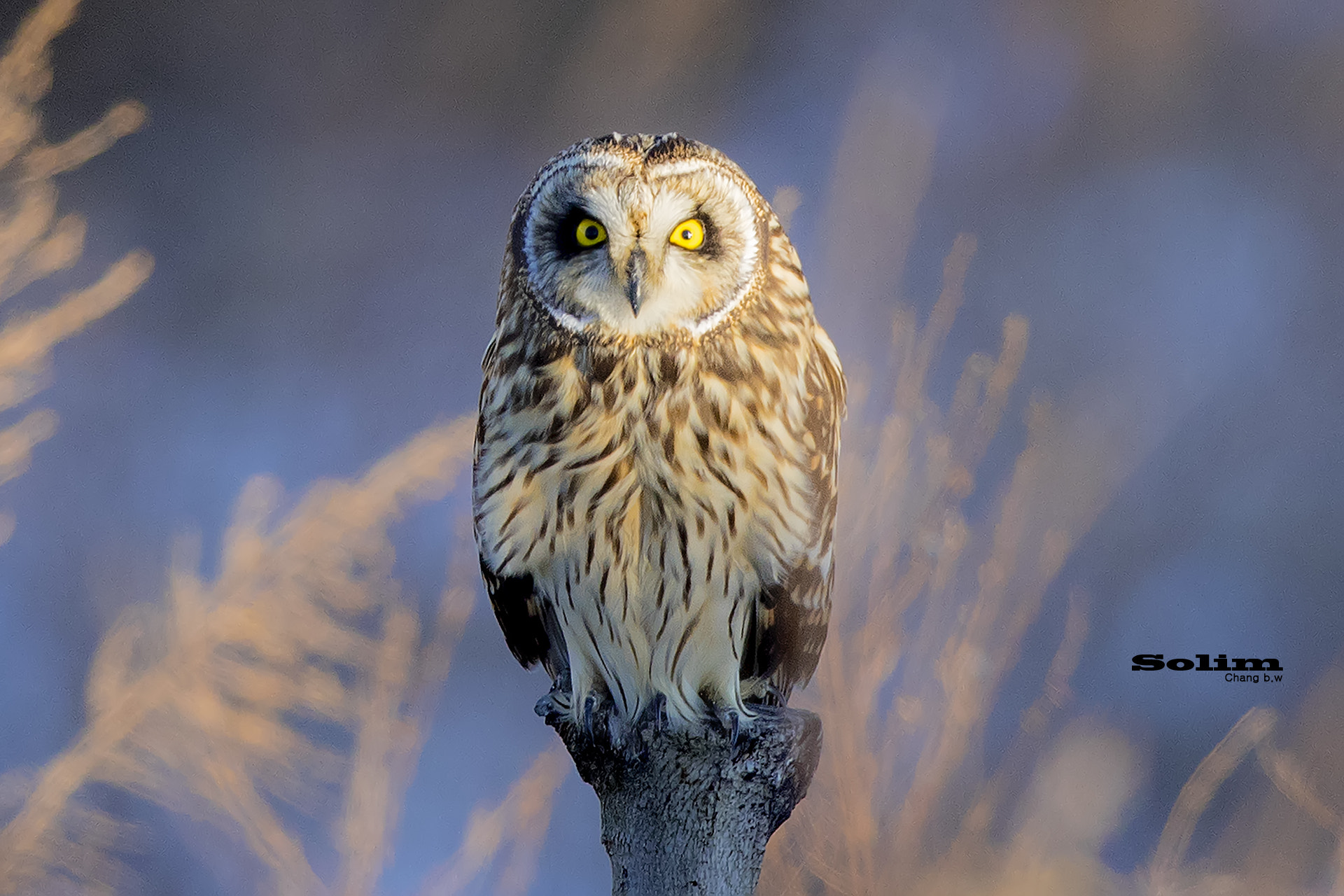 Canon EF 600mm F4L IS II USM sample photo. Short-eared owl~~~ photography