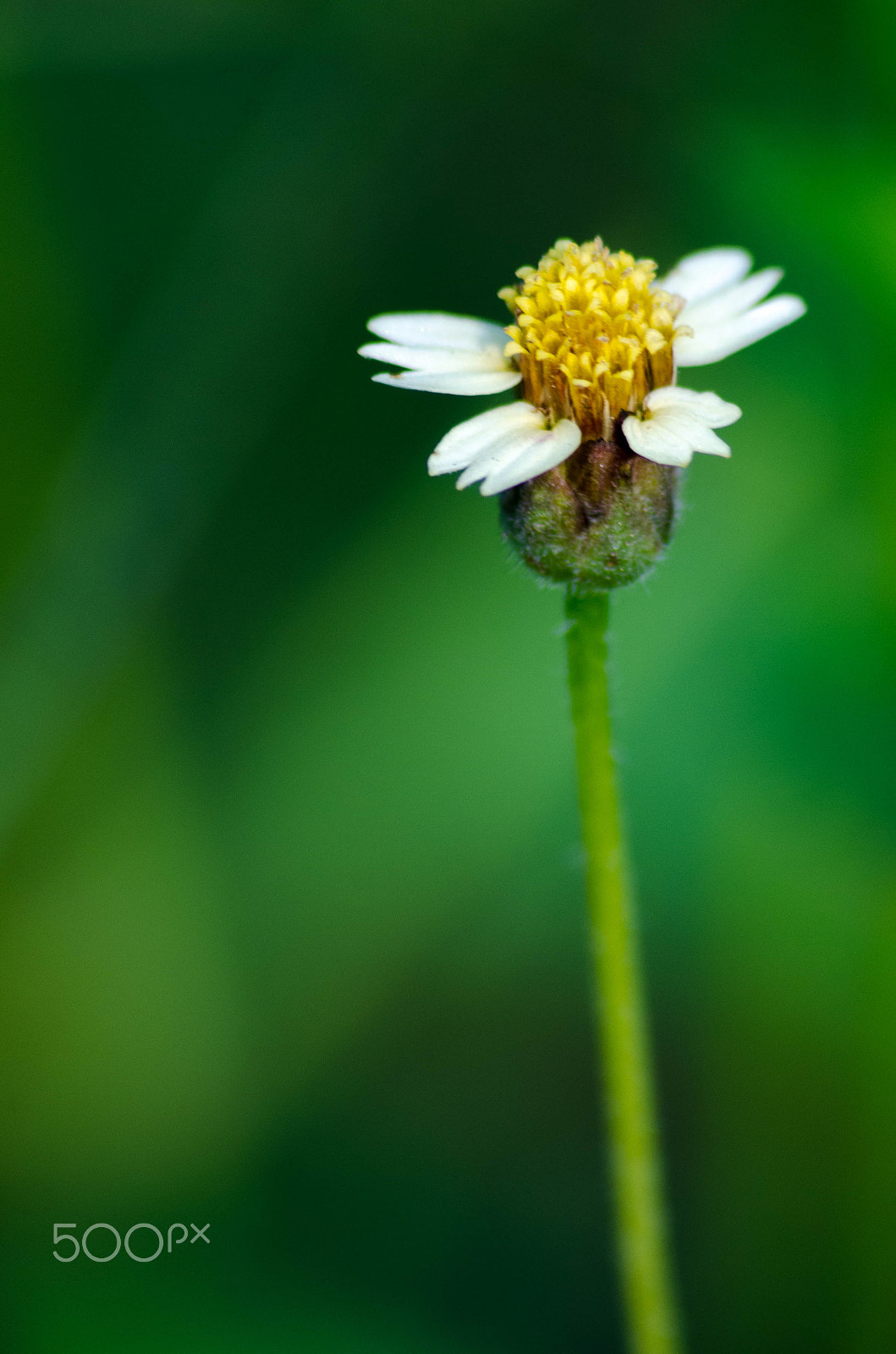 Sigma 70-300mm F4-5.6 APO DG Macro sample photo. Loner photography