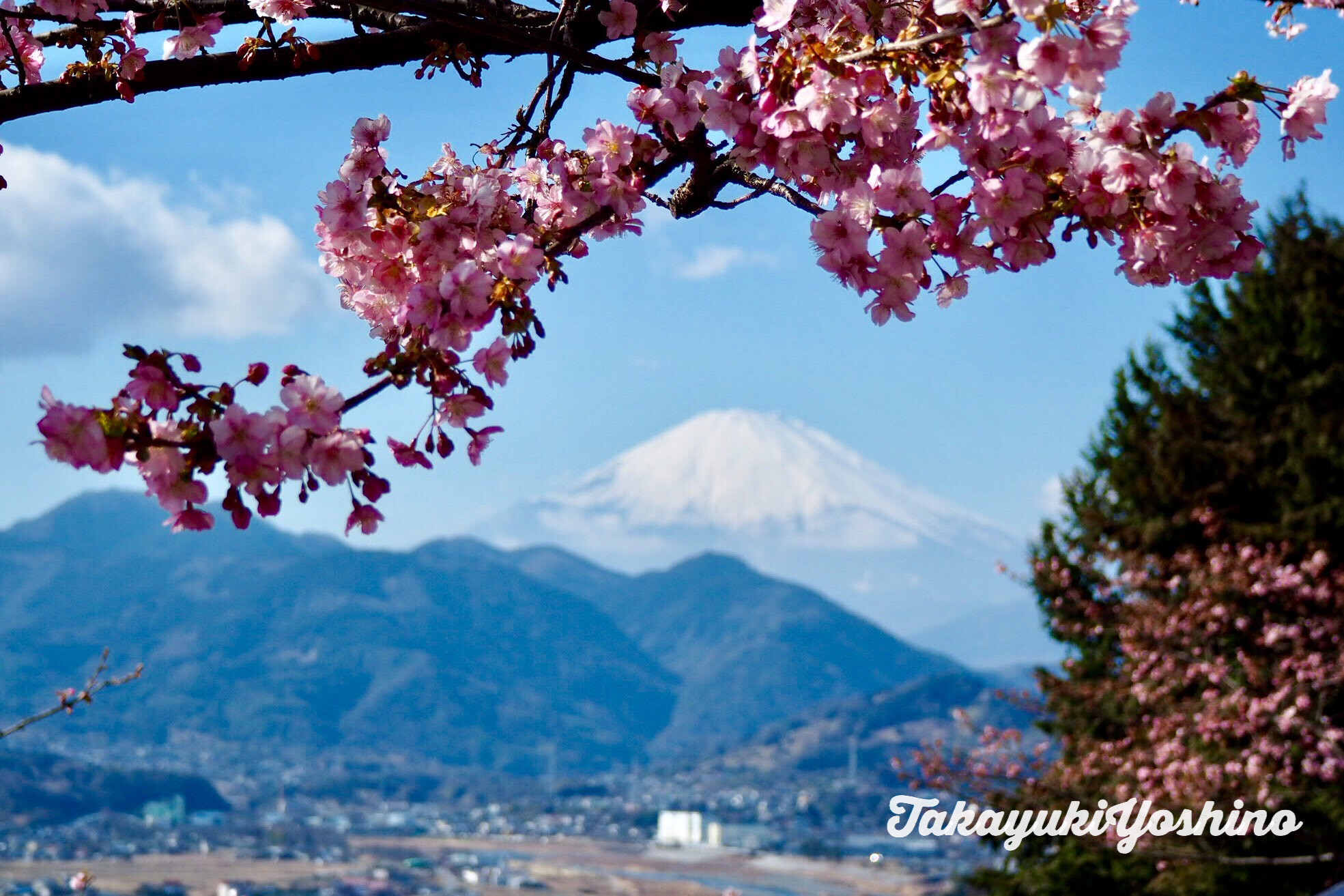 Olympus OM-D E-M10 sample photo. Sakura and mt. fuji photography