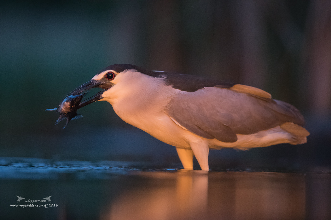 Canon EF 300mm F2.8L IS USM sample photo. Nachtreiher / night heron photography