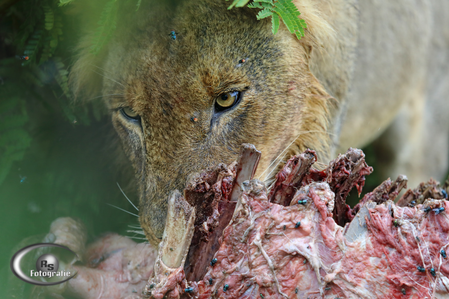 Canon EF 100-400mm F4.5-5.6L IS USM sample photo. Birmingham male feeding buffalo photography