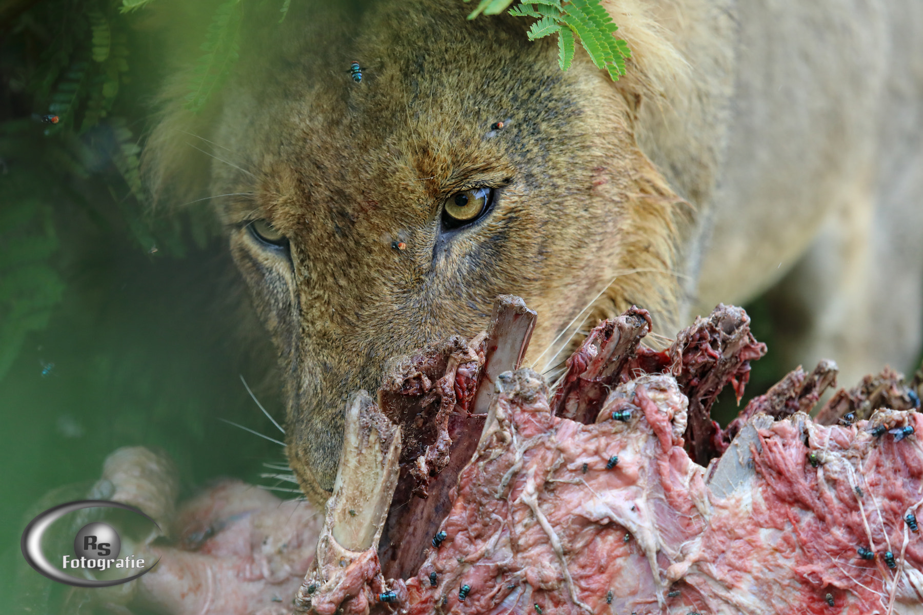 Canon EOS 5D Mark IV + Canon EF 100-400mm F4.5-5.6L IS USM sample photo. Birmingham male feeding buffalo photography