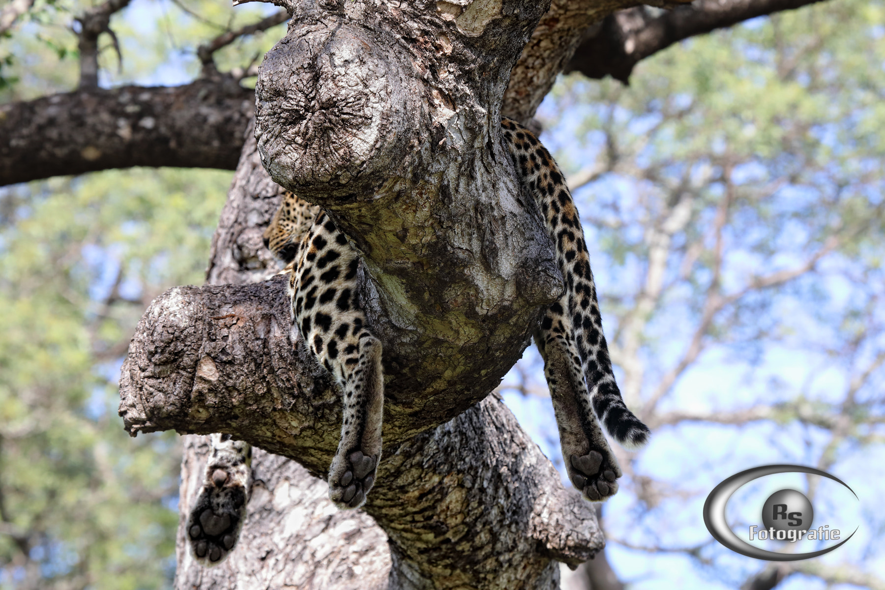 Canon EF 100-400mm F4.5-5.6L IS USM sample photo. Salyexe relaxing in a tree photography