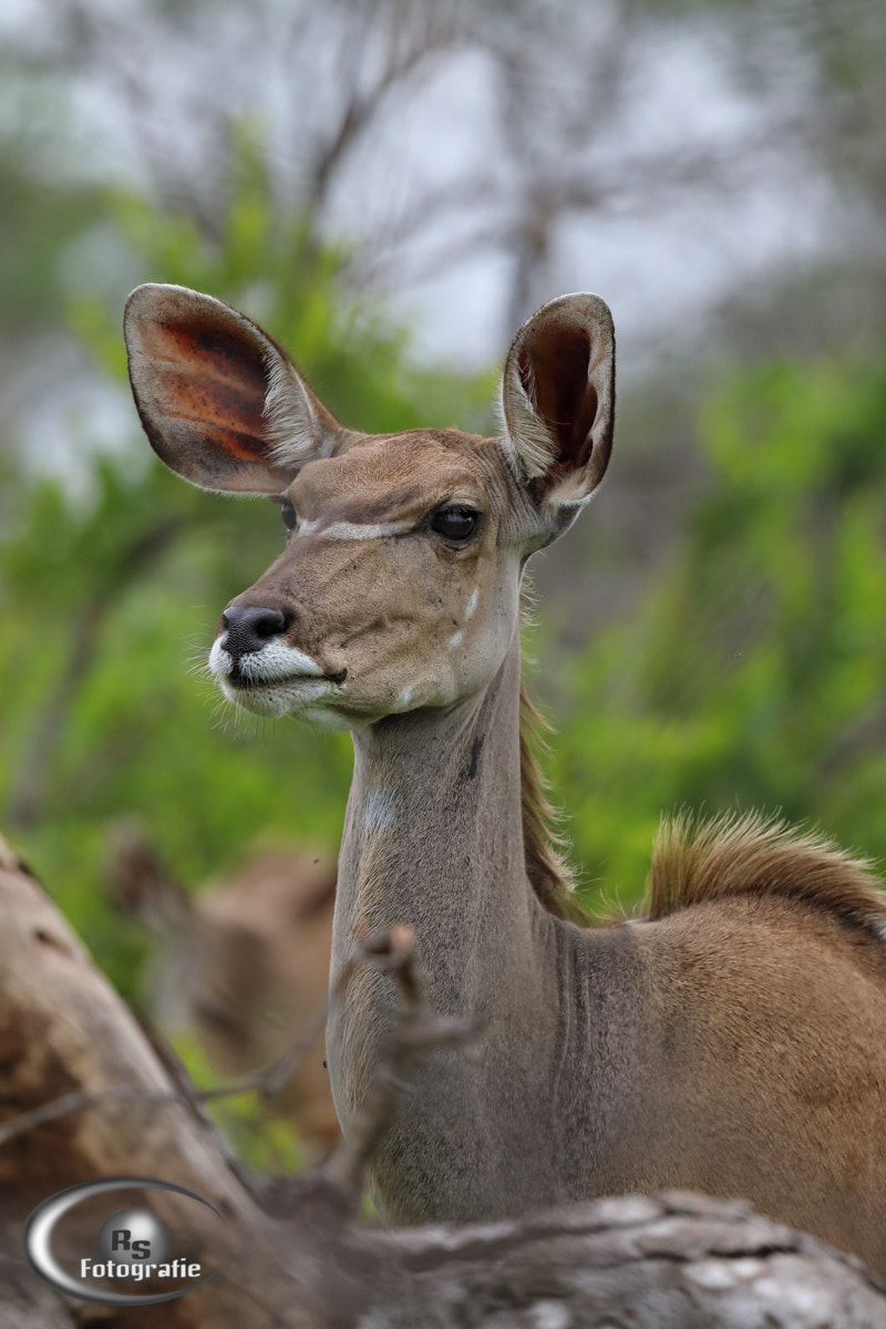 Canon EOS 5D Mark IV + Canon EF 100-400mm F4.5-5.6L IS USM sample photo. Female kudu photography