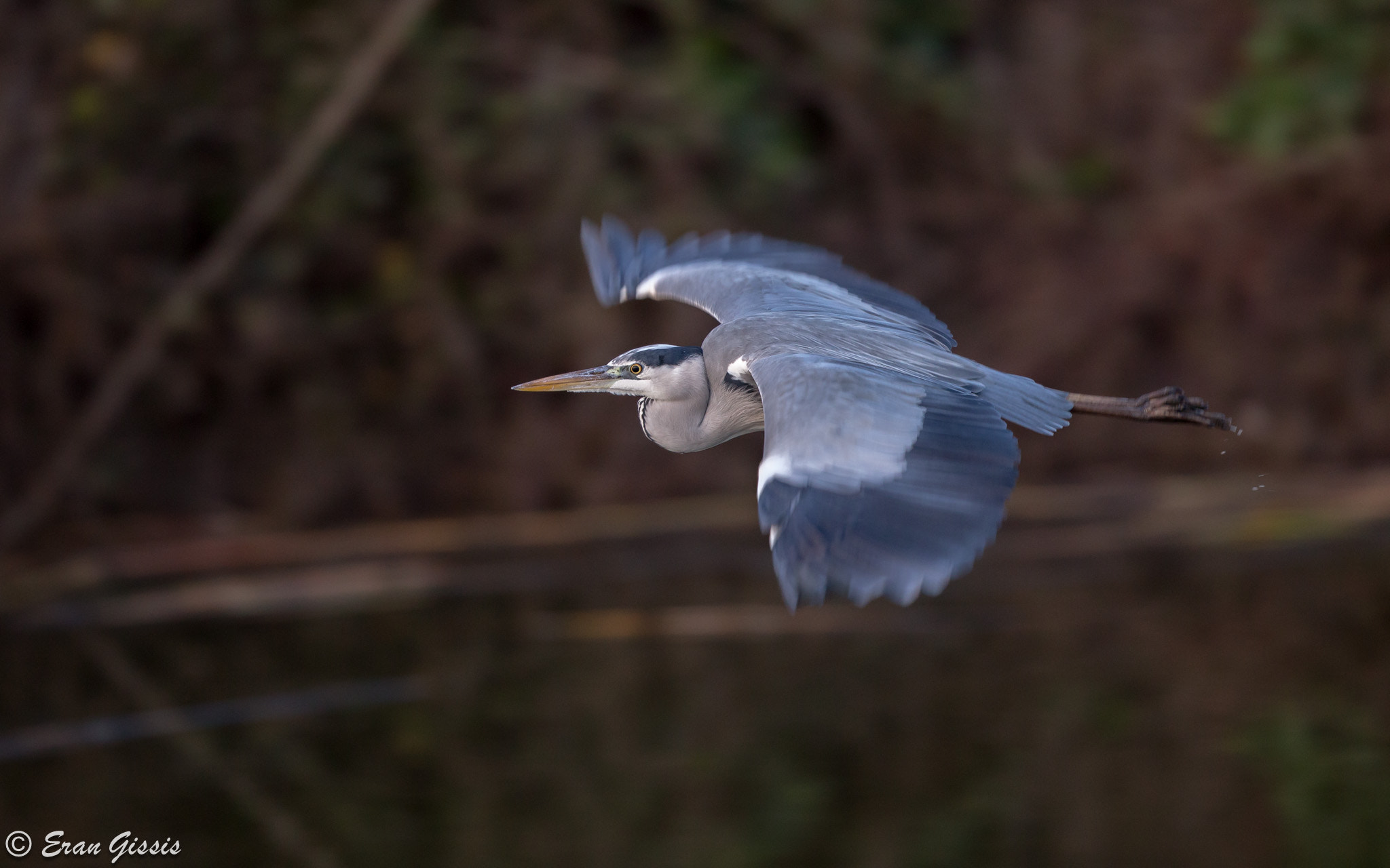 Canon EOS 6D + Canon EF 500mm F4L IS II USM sample photo. Grey heron photography