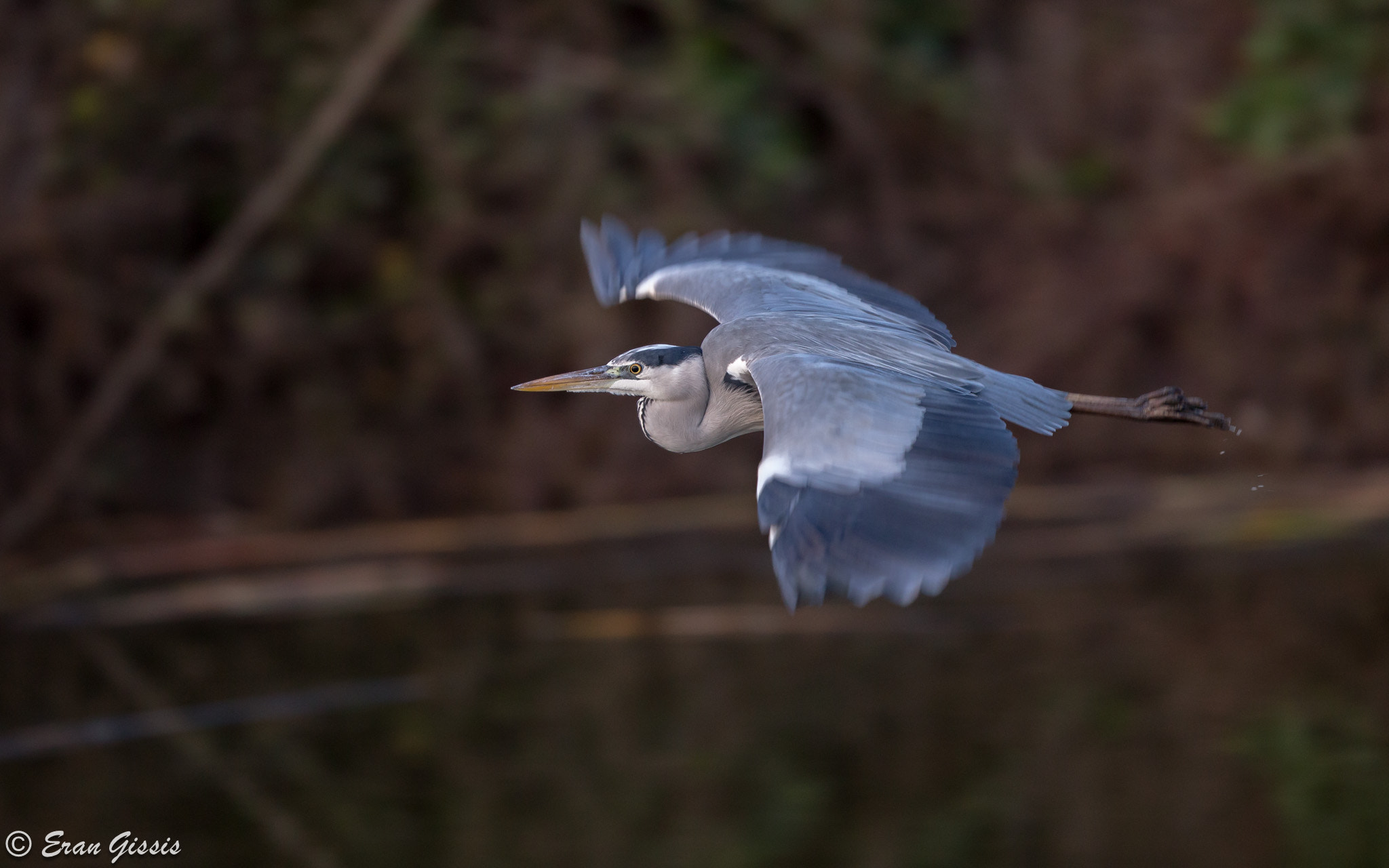 Canon EF 500mm F4L IS II USM sample photo. Grey heron photography