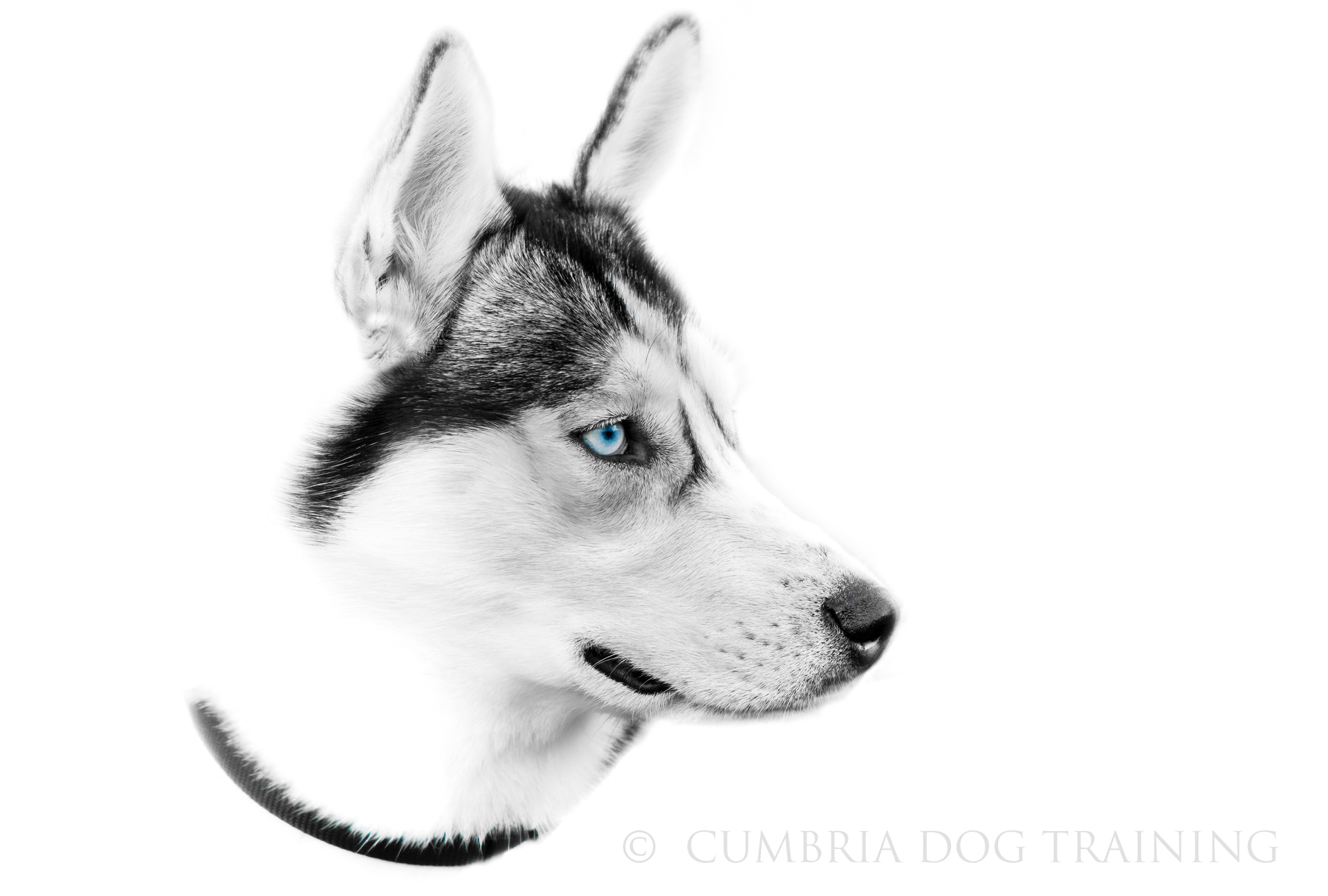Nikon Nikkor AF-S 300mm F4E PF ED VR sample photo. Blue eyes photography