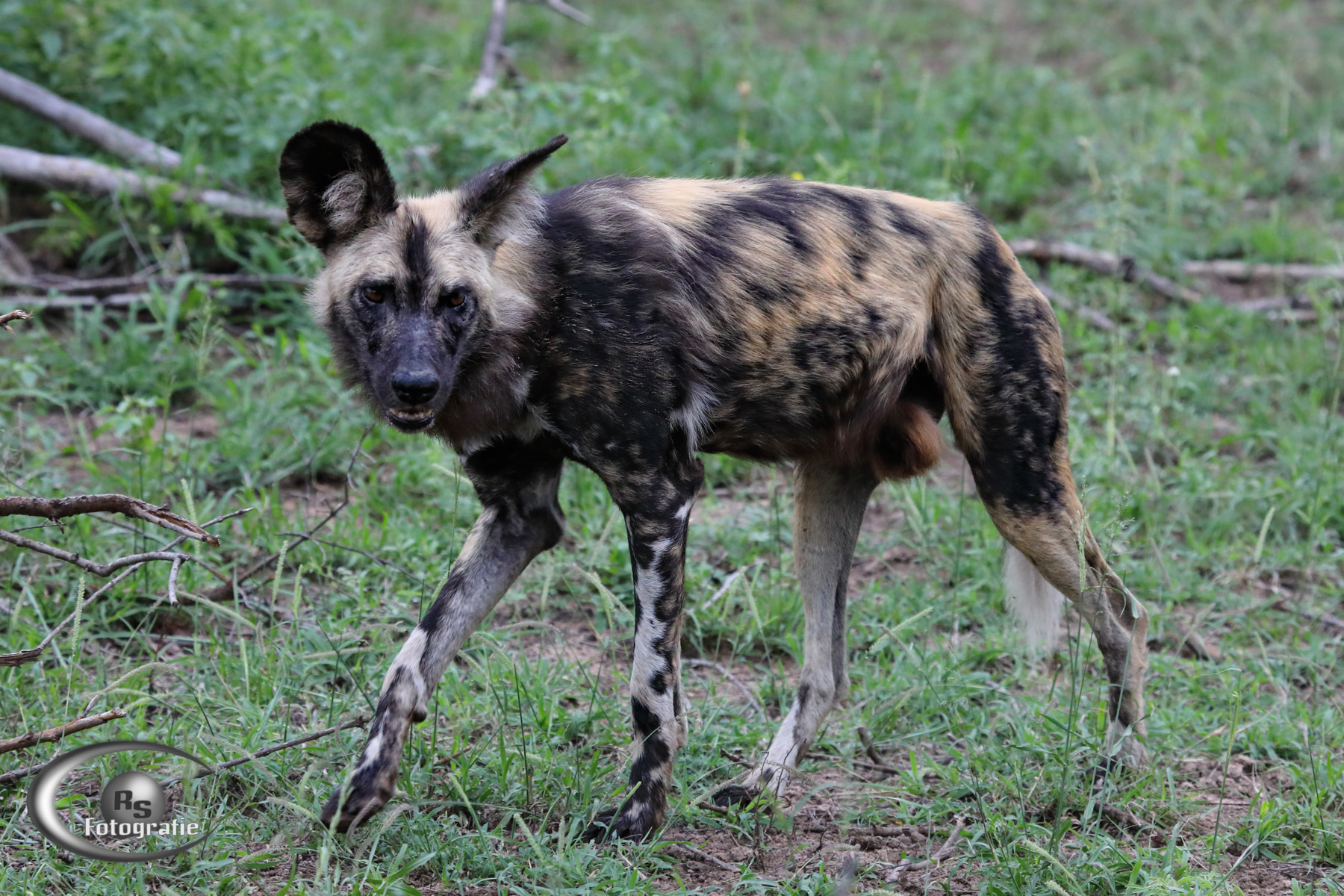 Canon EF 100-400mm F4.5-5.6L IS USM sample photo. African wild dog photography