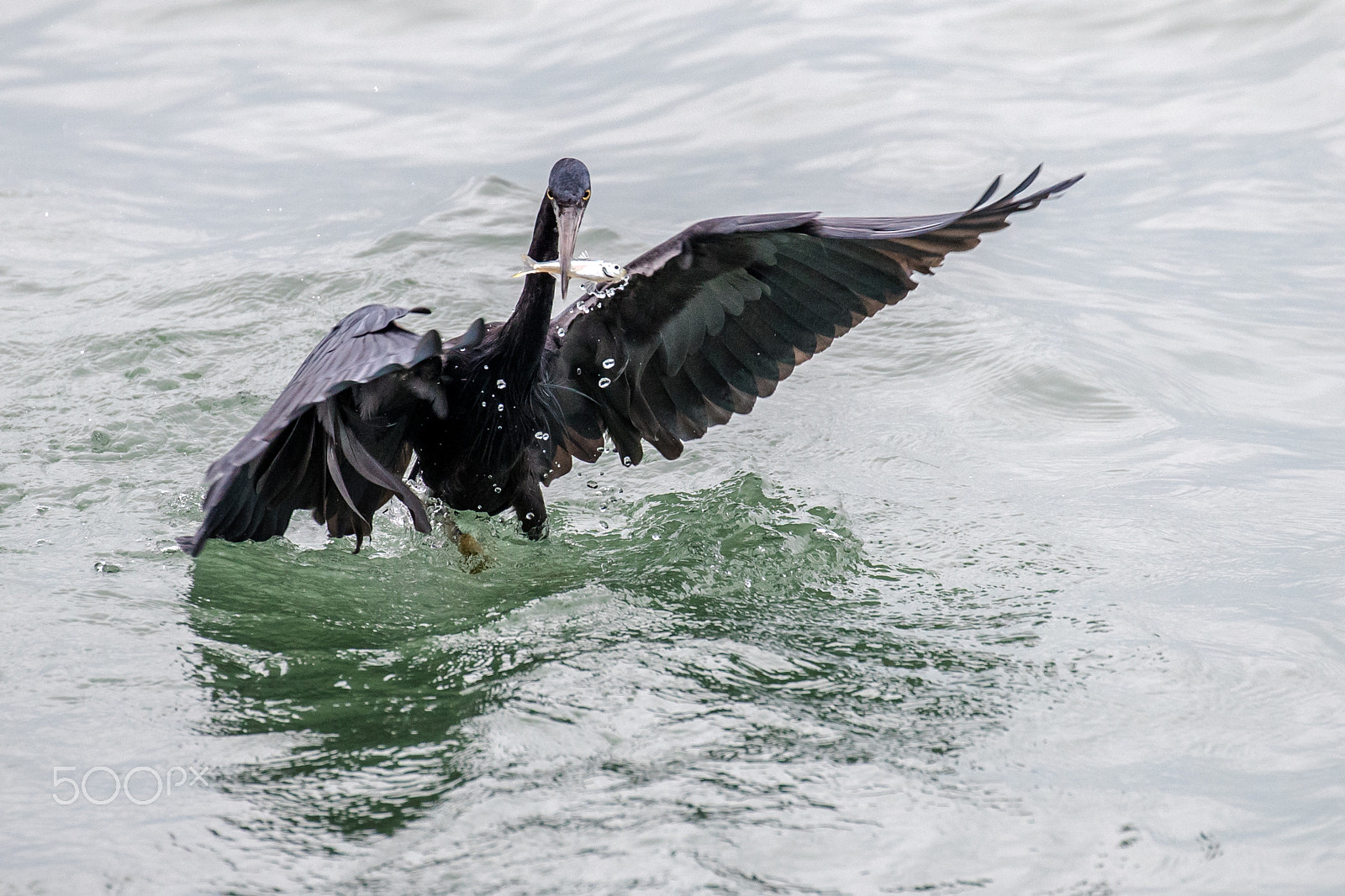 Canon EOS-1D X Mark II sample photo. Reef egret caught a small fish photography