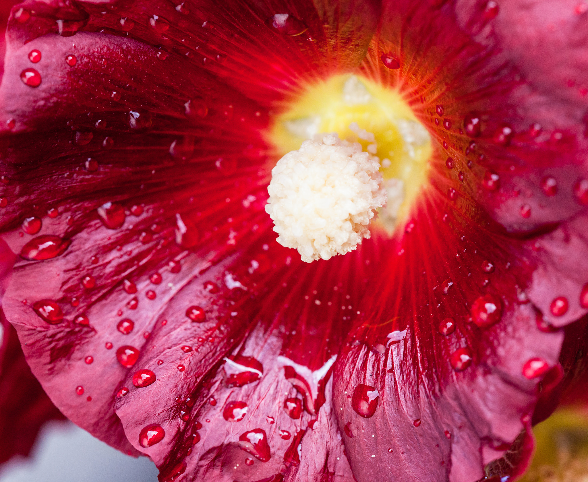 Sigma 150mm f/2.8 EX DG OS HSM APO Macro sample photo. Flower photography