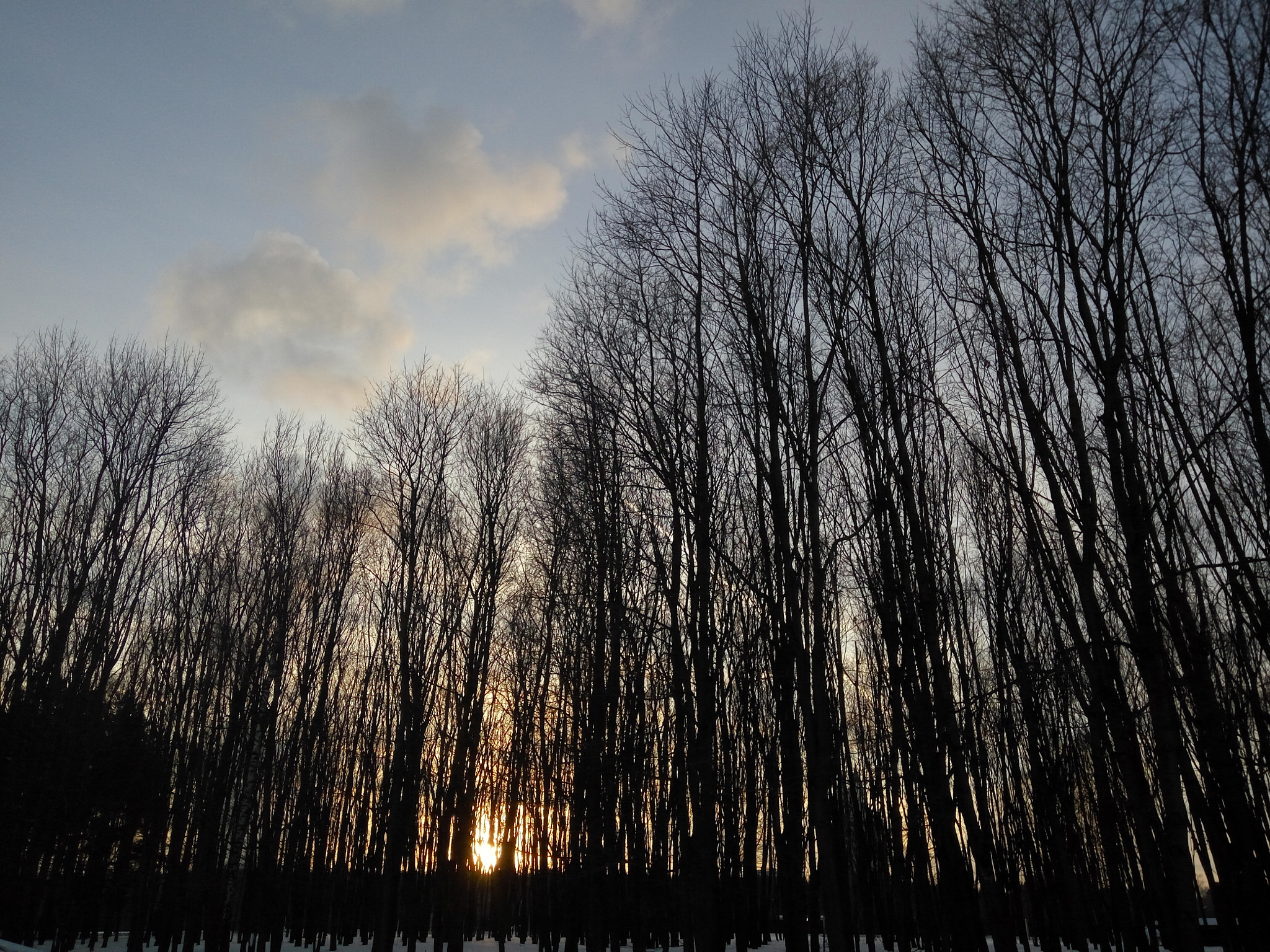 Xiaomi HM Note 2 sample photo. Sunset in the winter park photography