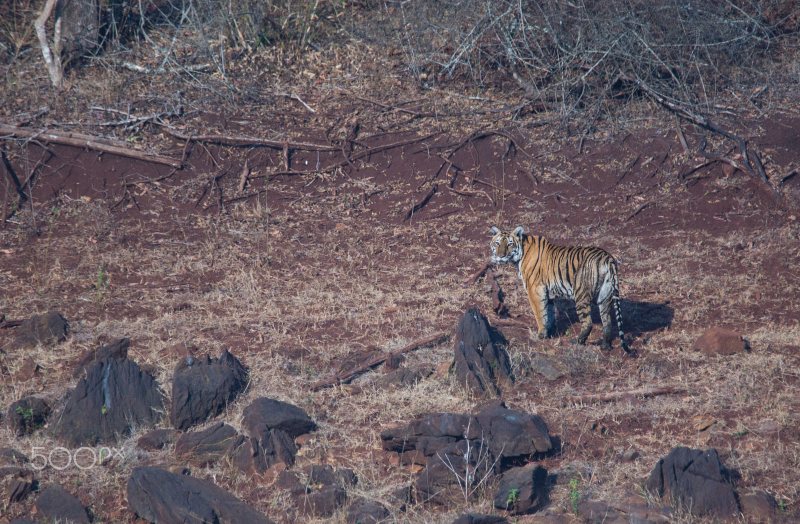Sony SLT-A65 (SLT-A65V) + Tamron SP 150-600mm F5-6.3 Di VC USD sample photo. Subadult tiger photography