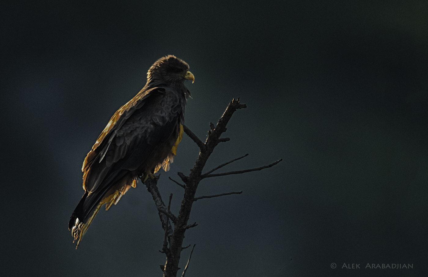 Nikon AF-S Nikkor 800mm F5.6E FL ED VR sample photo. Shadow in the night photography