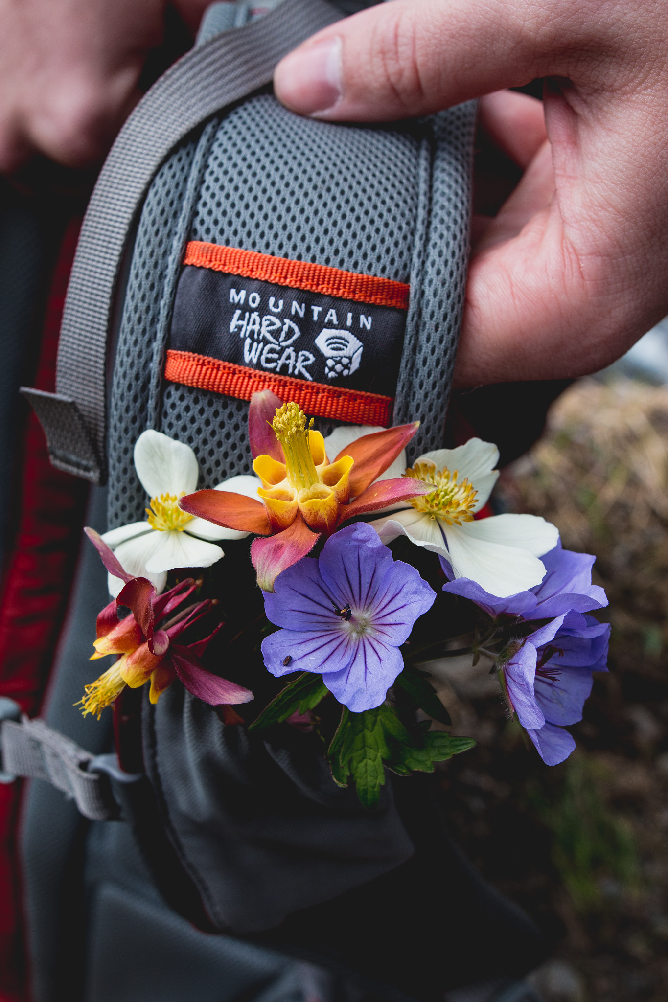 Sigma 24mm F1.4 DG HSM Art sample photo. Mountainous wild flowers photography