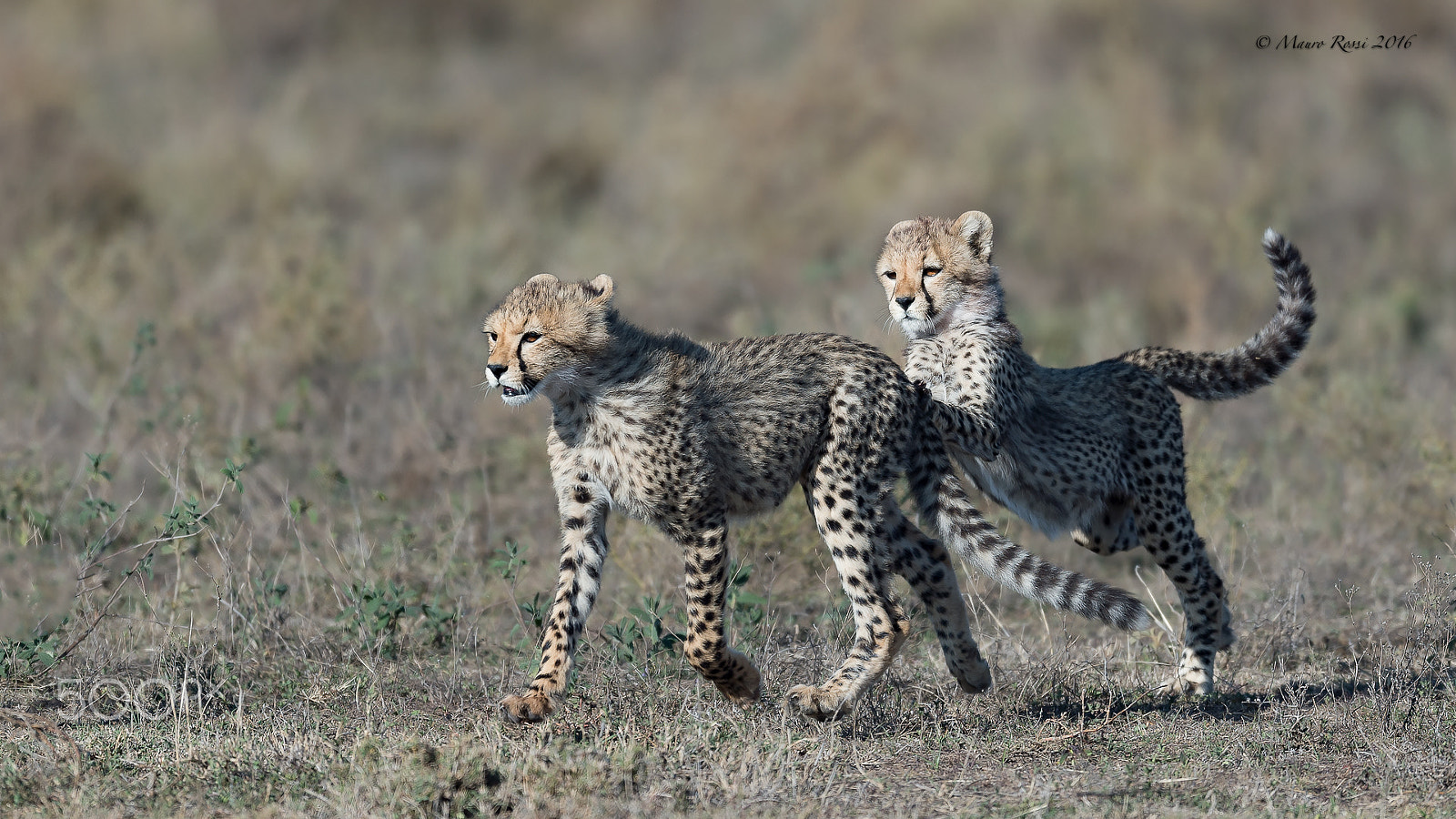 Nikon D4S + Nikon AF-S Nikkor 500mm F4E FL ED VR sample photo. Playing time...young cheetahs. photography