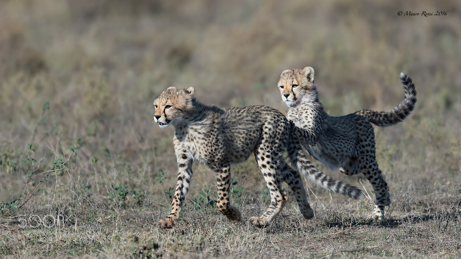 Nikon AF-S Nikkor 500mm F4E FL ED VR sample photo. Playing time...young cheetahs. photography