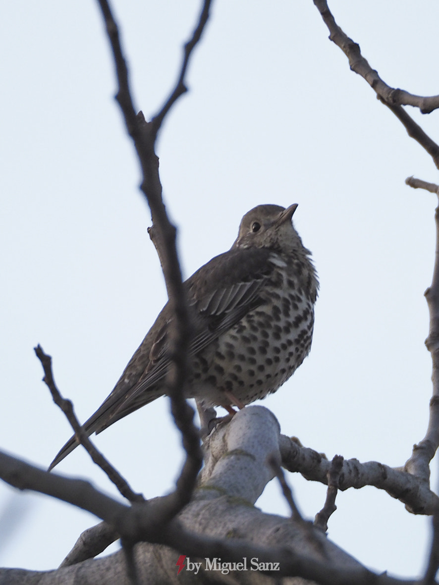 Olympus OM-D E-M1 Mark II sample photo. Olympus digital camera photography