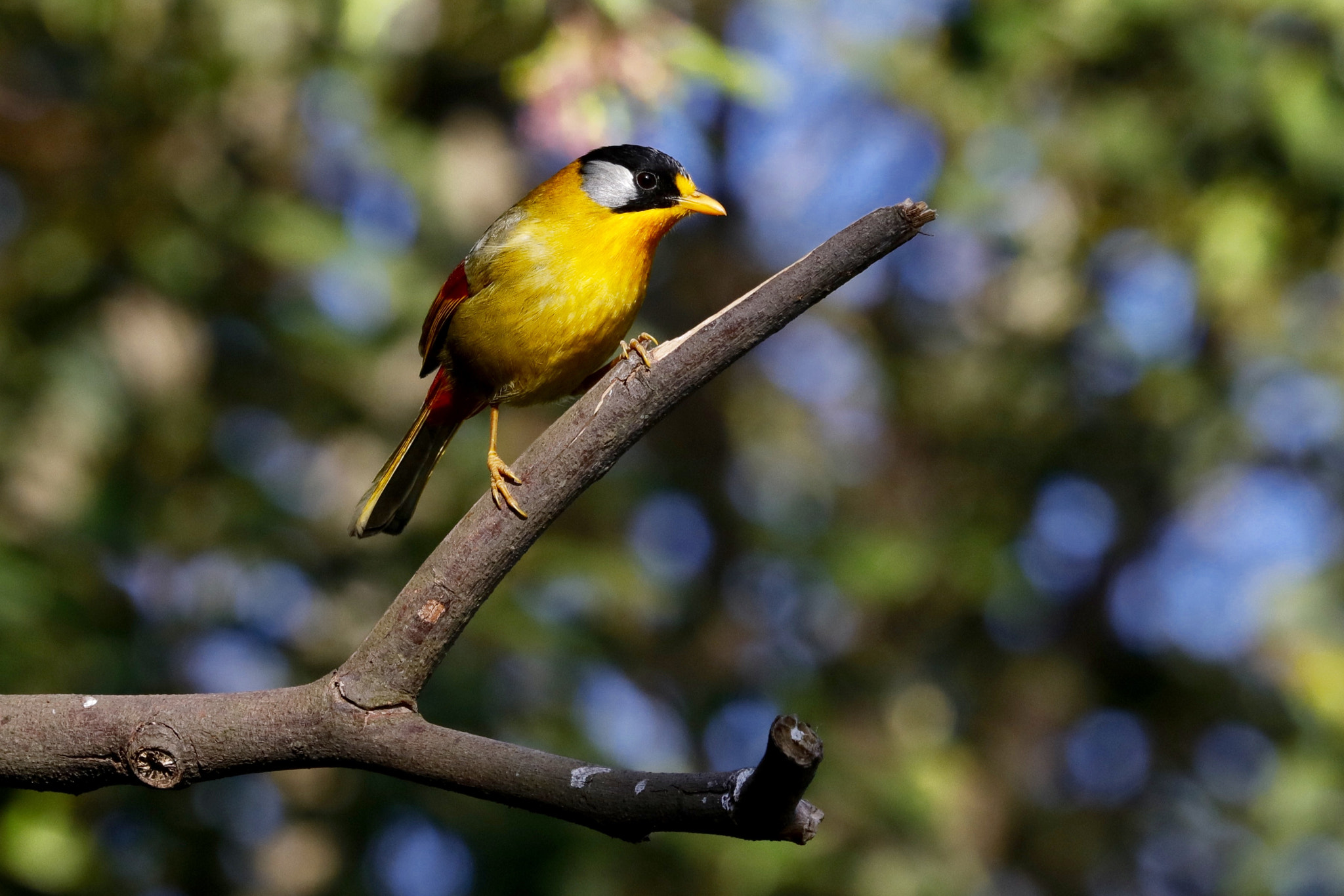 Canon EF 100-400mm F4.5-5.6L IS USM sample photo