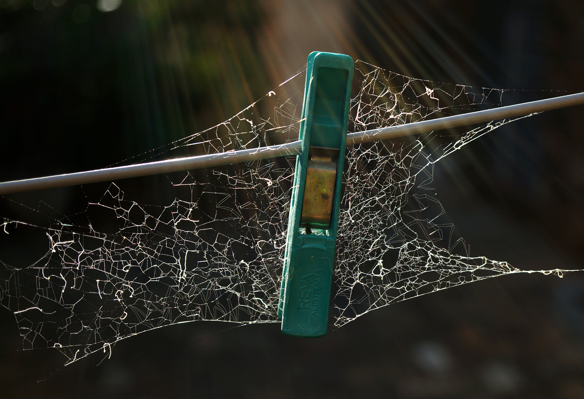 Sony Alpha NEX-5N + Sony E 30mm F3.5 Macro sample photo. Pegged web or webbed peg? photography