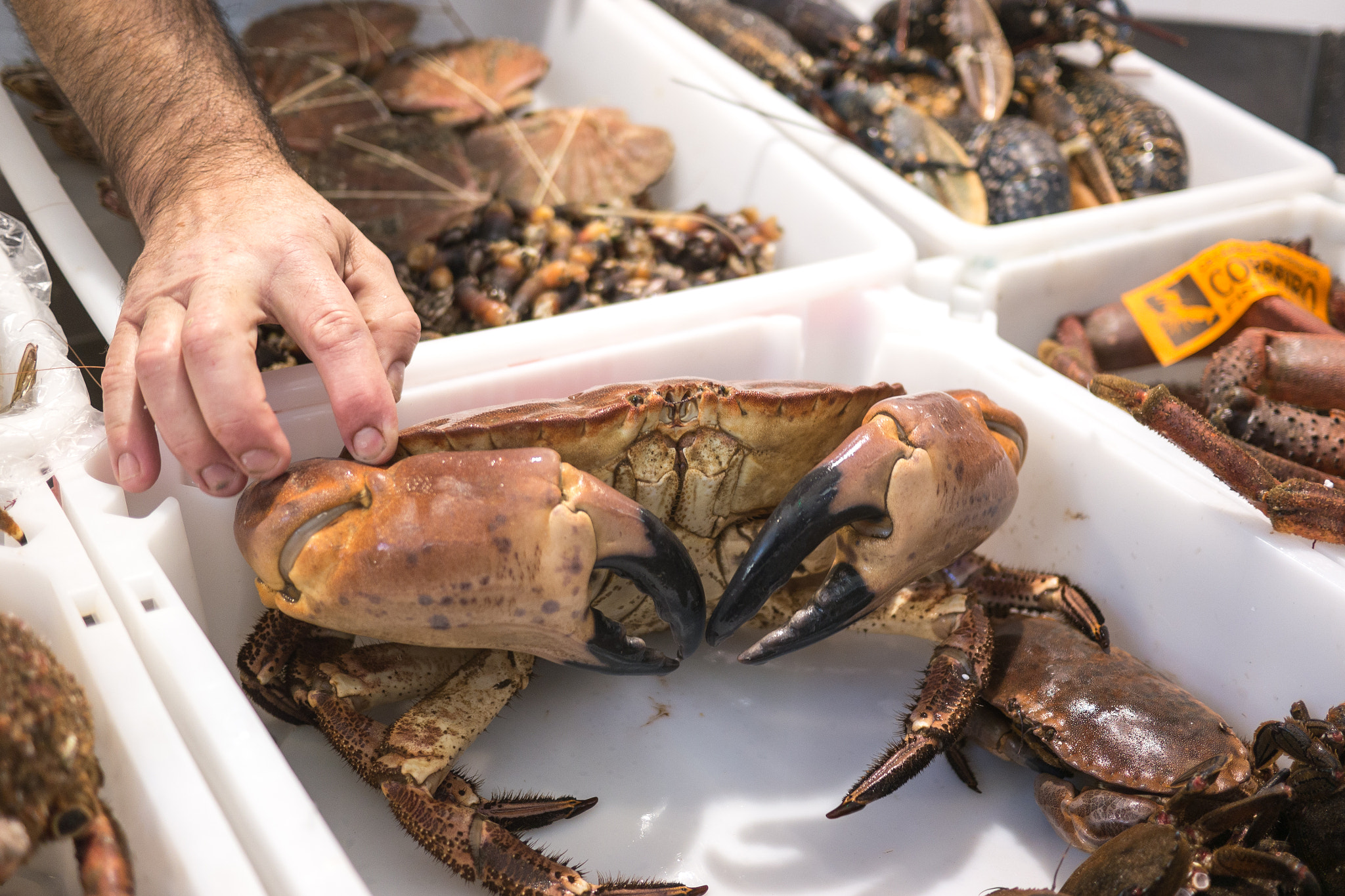 Panasonic Lumix DMC-G5 + Panasonic Lumix G 20mm F1.7 ASPH sample photo. Galician crab photography