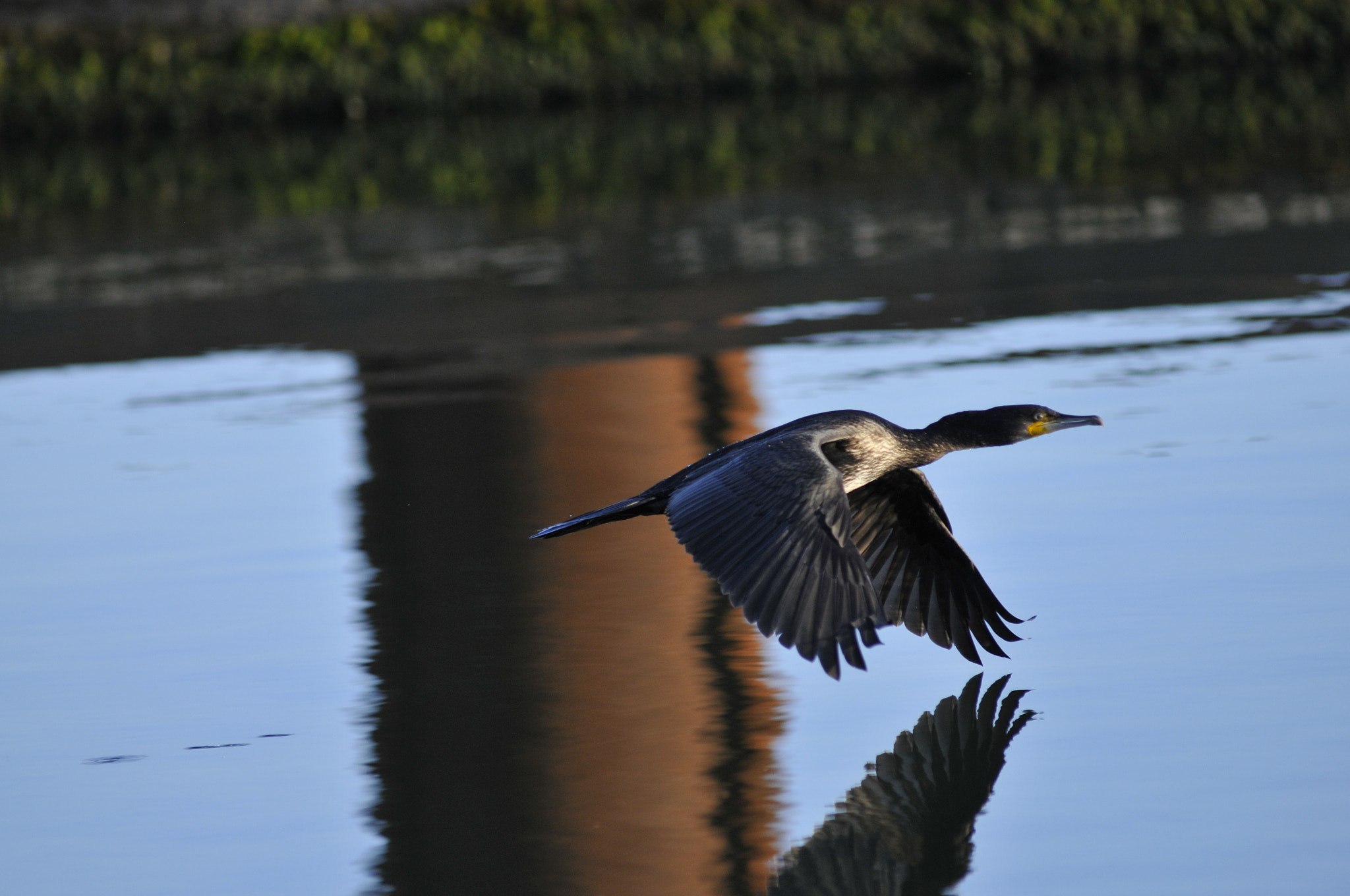 AF Nikkor 300mm f/2.8 IF-ED N sample photo. Cormorant photography