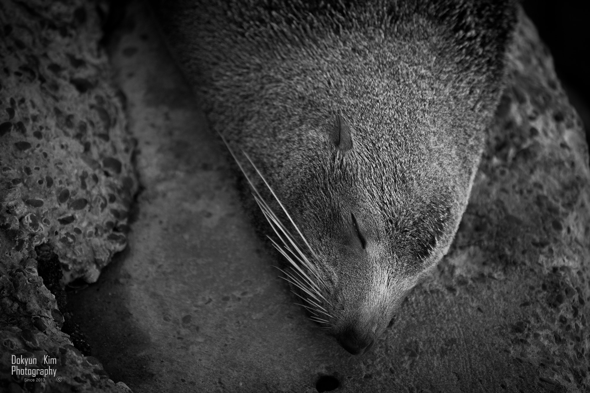 Canon EOS-1Ds Mark II sample photo. Good night mr seal photography