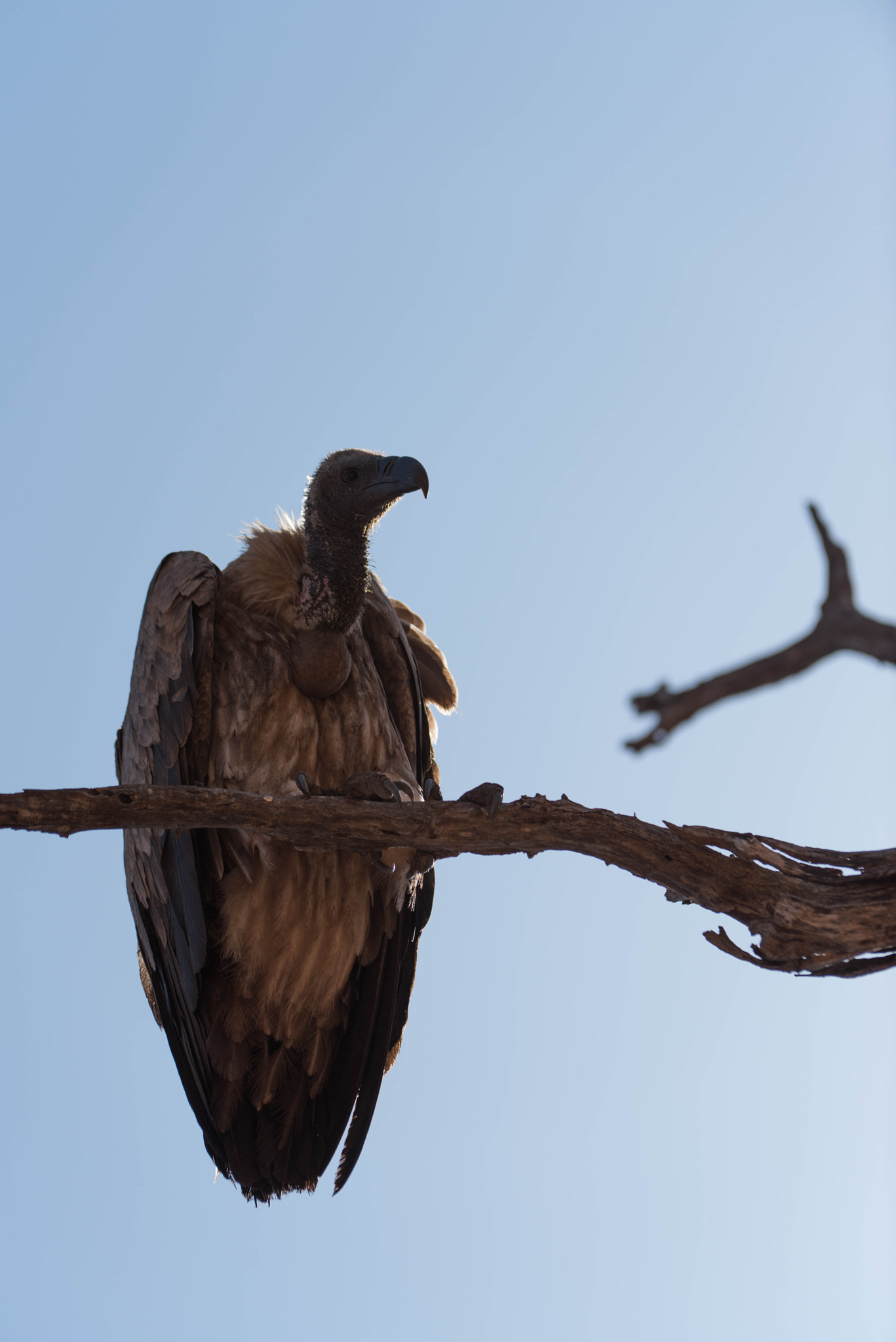 Nikon D810 + Nikon AF-S Nikkor 200-400mm F4G ED-IF VR sample photo. White backed vulture photography