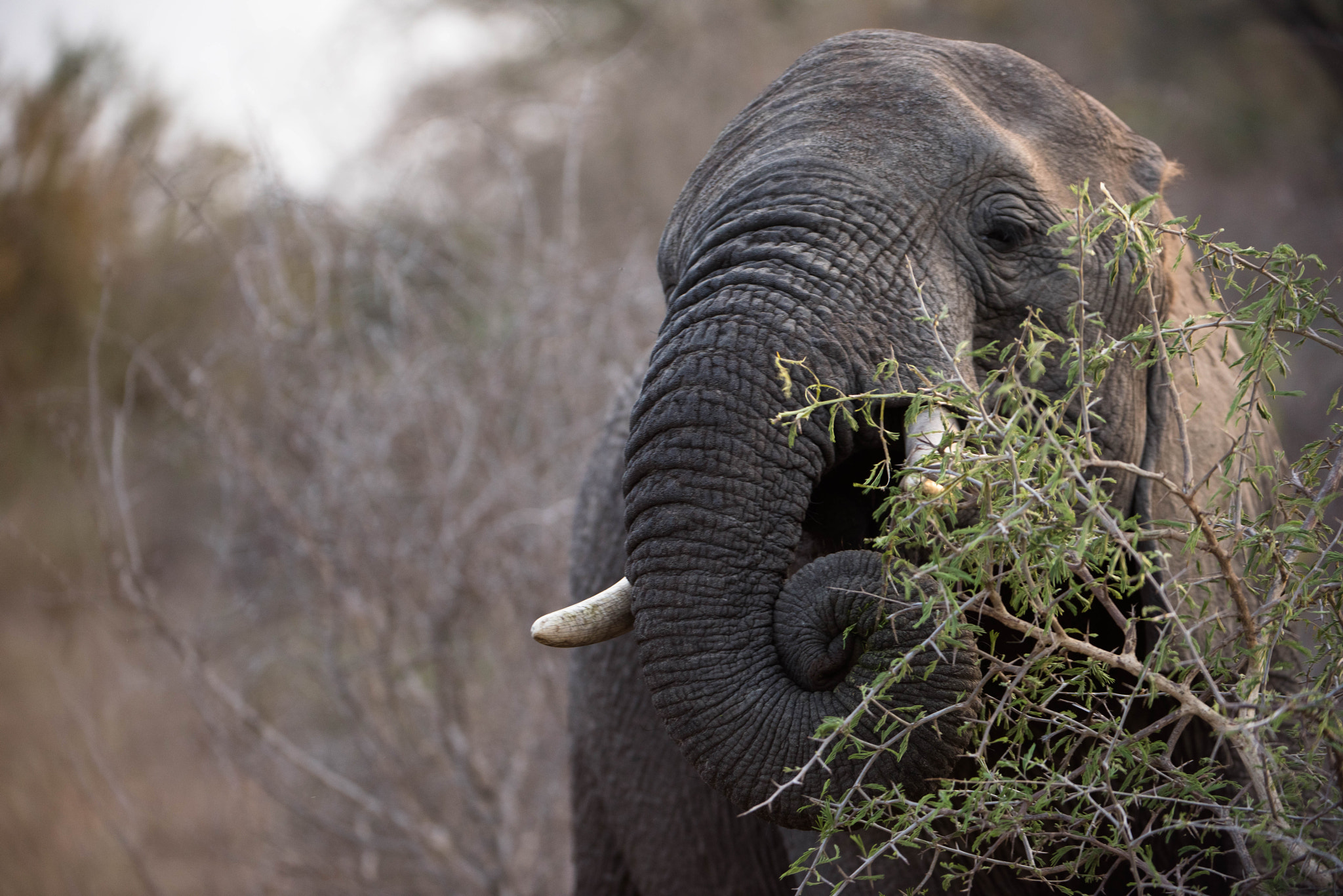Nikon D810 + Nikon AF-S Nikkor 200-400mm F4G ED-IF VR sample photo. African elephant photography