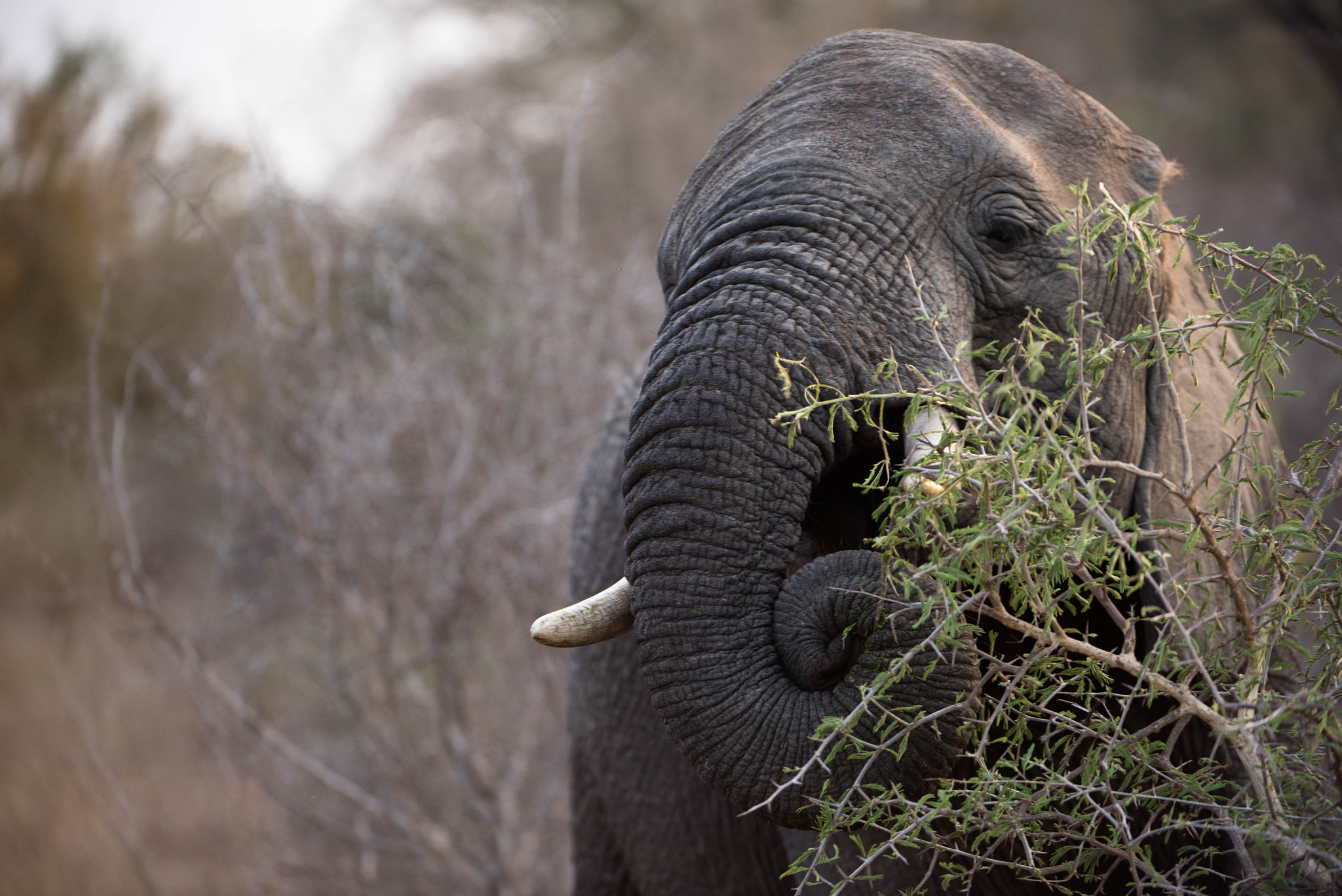 Nikon AF-S Nikkor 200-400mm F4G ED-IF VR sample photo. African elephant photography