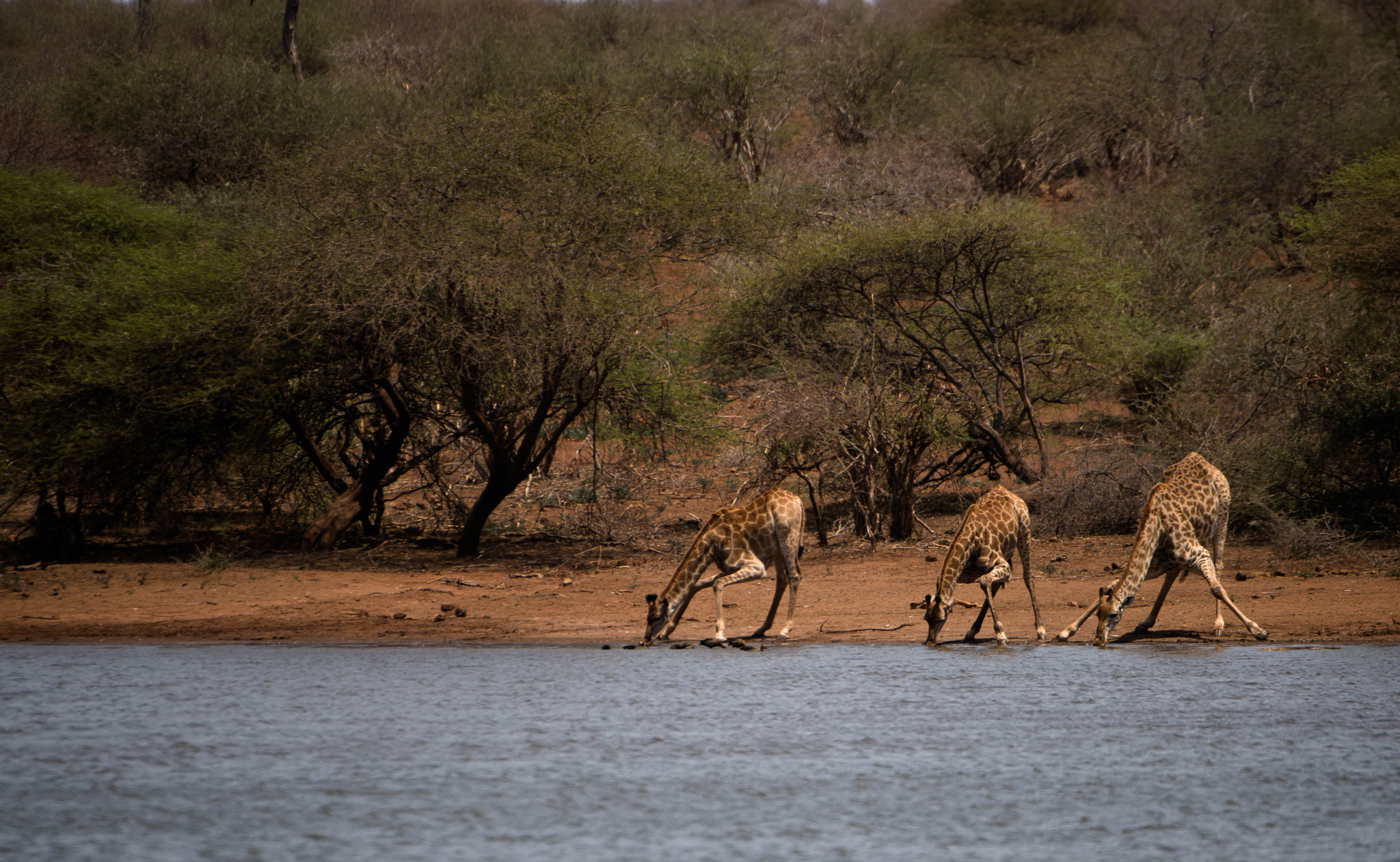 Nikon AF-S Nikkor 200-400mm F4G ED-IF VR sample photo. Thirst photography