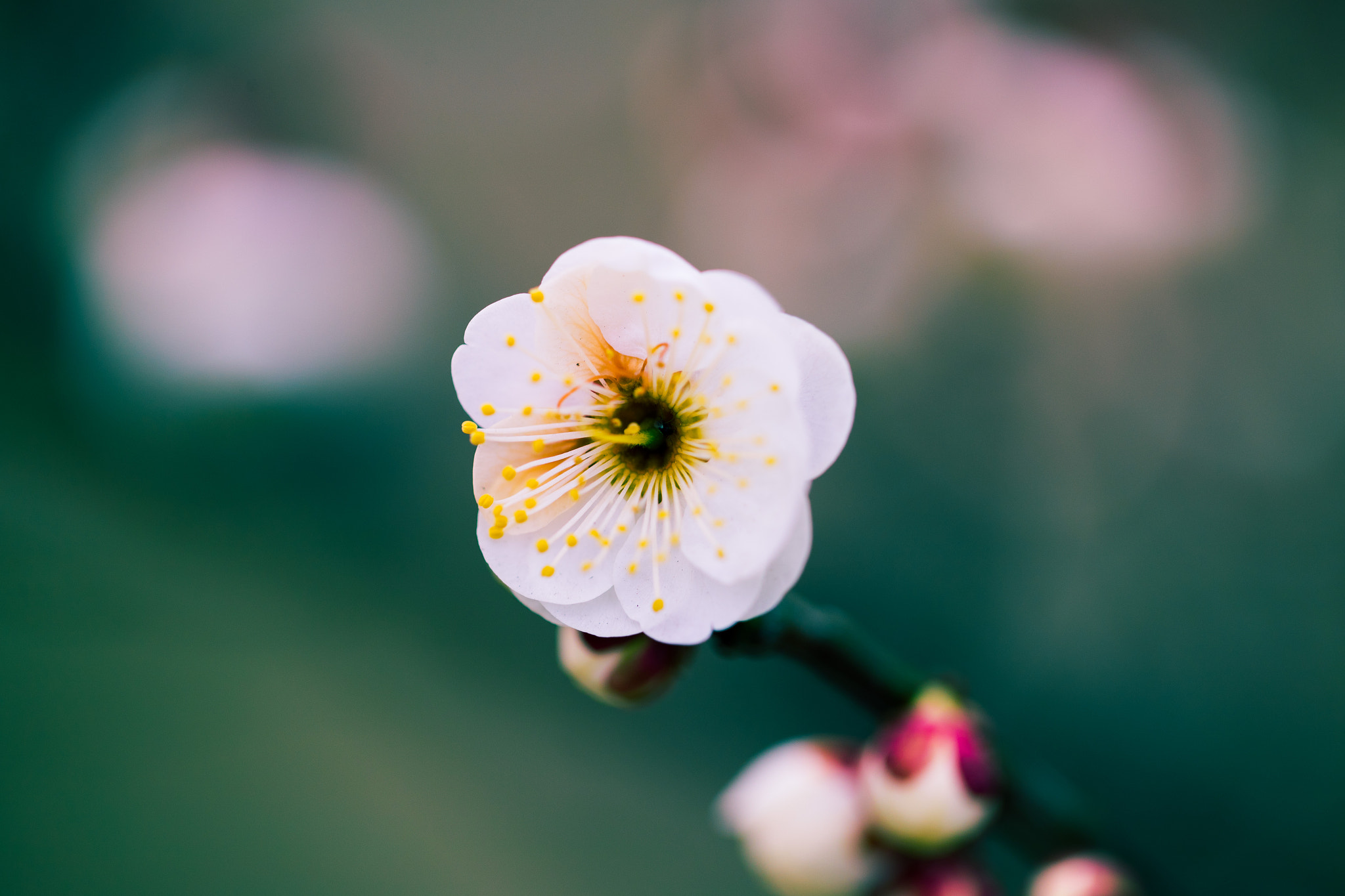 Canon EF 100mm F2.8L Macro IS USM sample photo. Plum blossom photography
