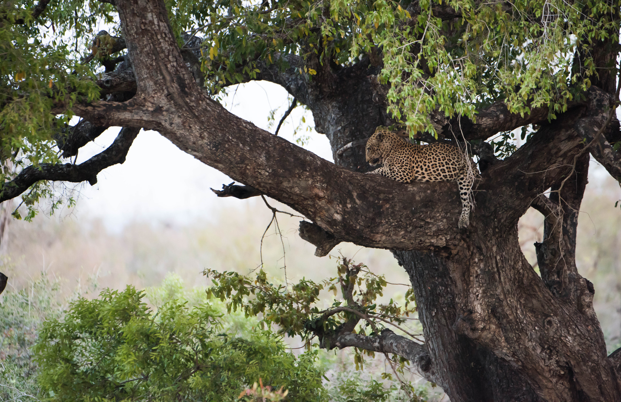 Nikon AF-S Nikkor 200-400mm F4G ED-IF VR sample photo. Predator photography