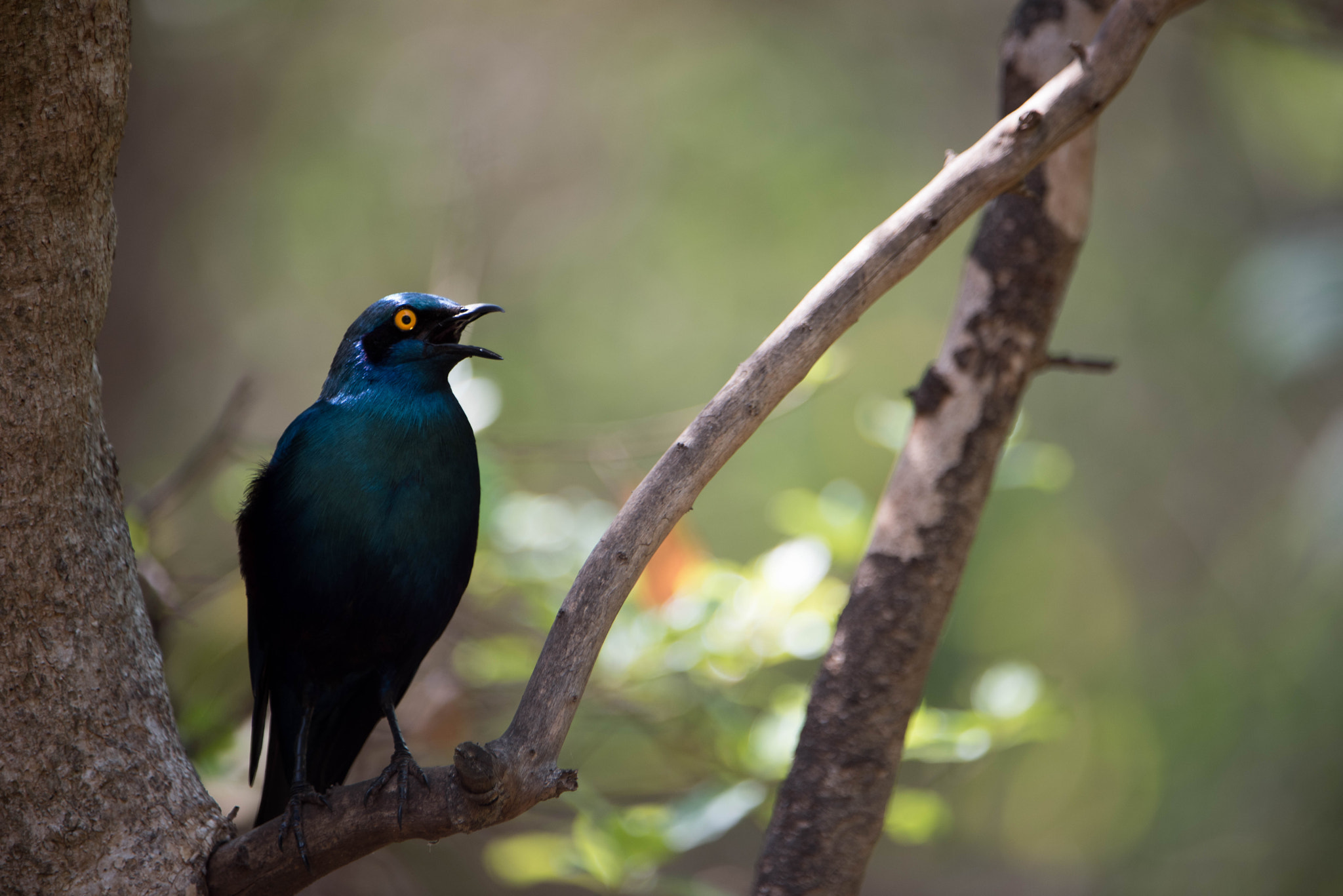 Nikon D810 + Nikon AF-S Nikkor 200-400mm F4G ED-IF VR sample photo. Cape glossy starling photography