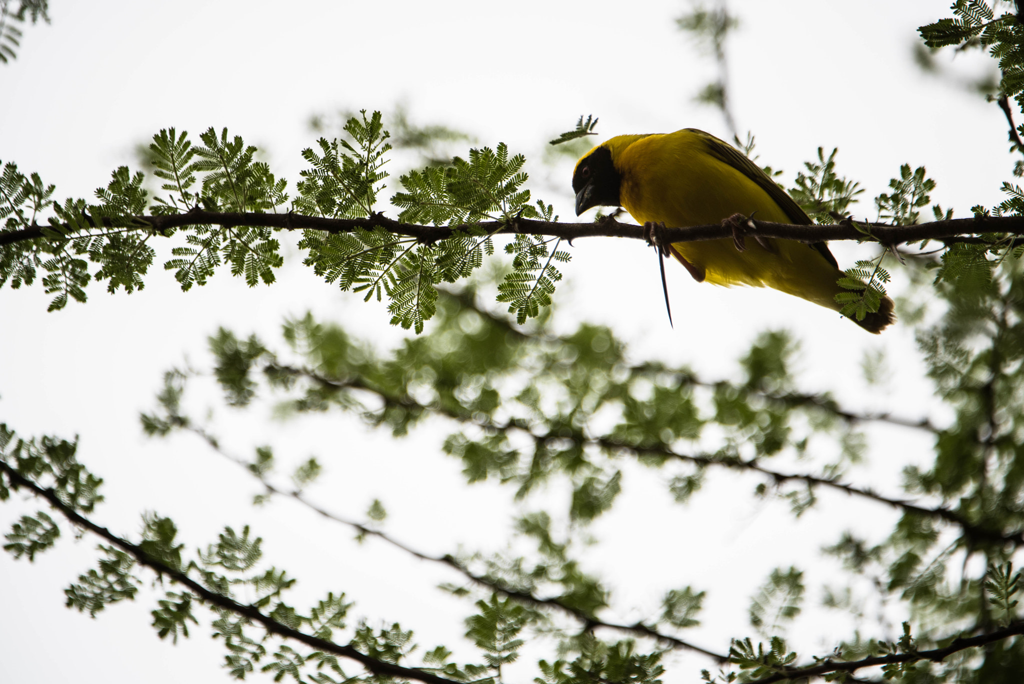 Nikon D810 + Nikon AF-S Nikkor 200-400mm F4G ED-IF VR sample photo. Black headed oriole photography