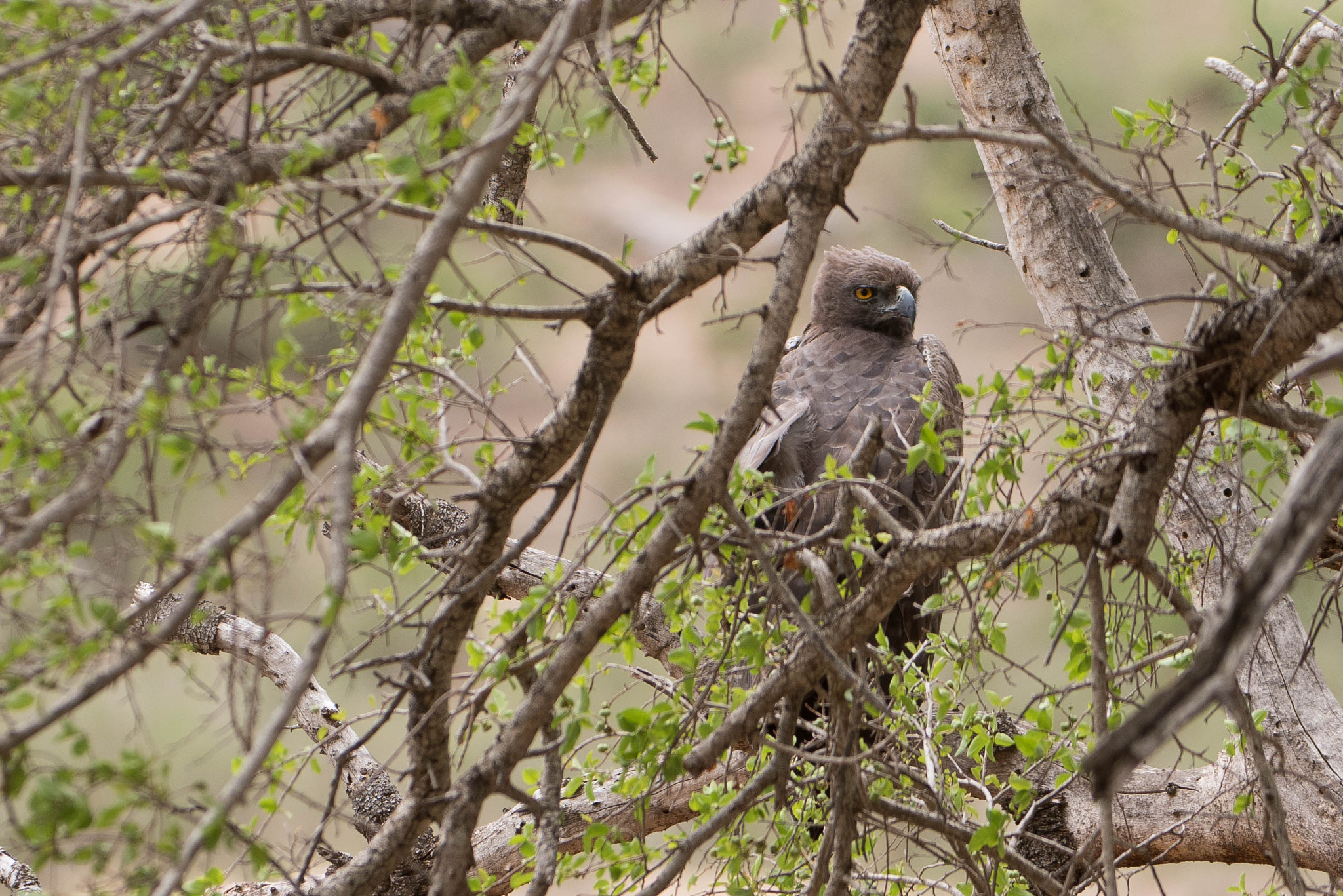 Nikon AF-S Nikkor 200-400mm F4G ED-IF VR sample photo. African eagle photography