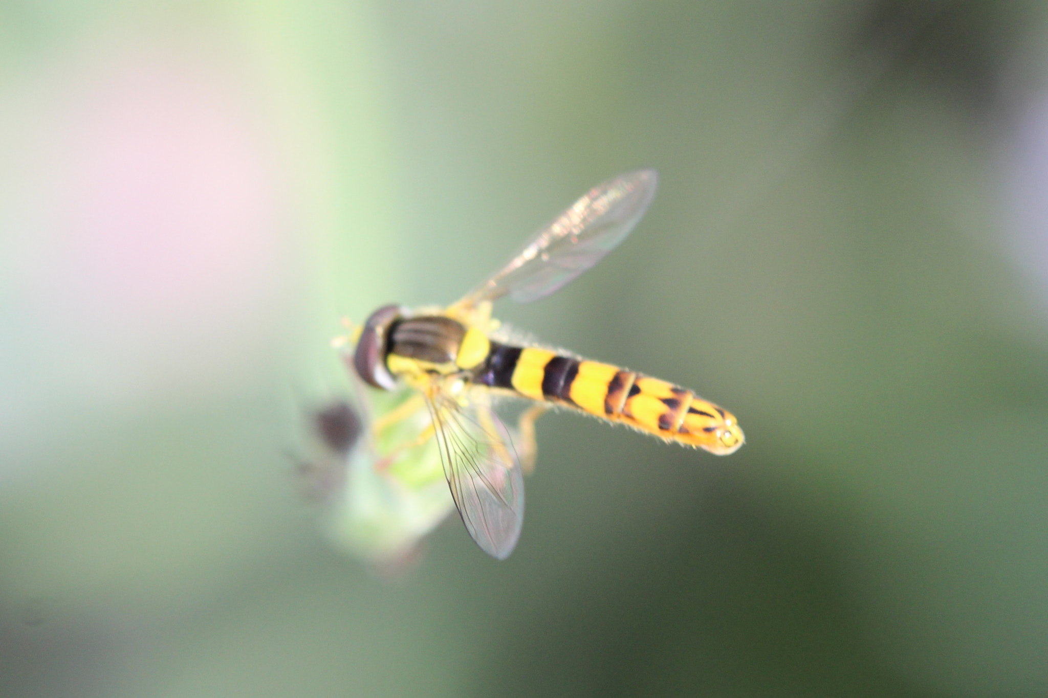 Canon EF 100mm F2.8 Macro USM sample photo. Focusing hoverfly photography