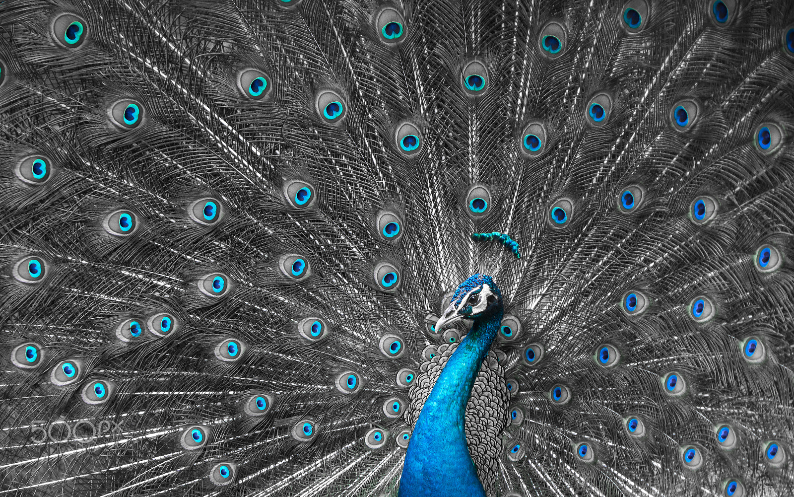 Sony Cyber-shot DSC-RX10 II sample photo. Close up of peacock showing drametic trail photography
