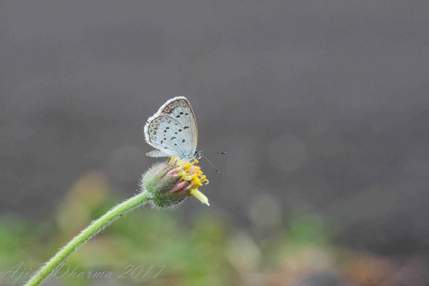Canon EF-S 60mm F2.8 Macro USM sample photo. Butterfly  photography