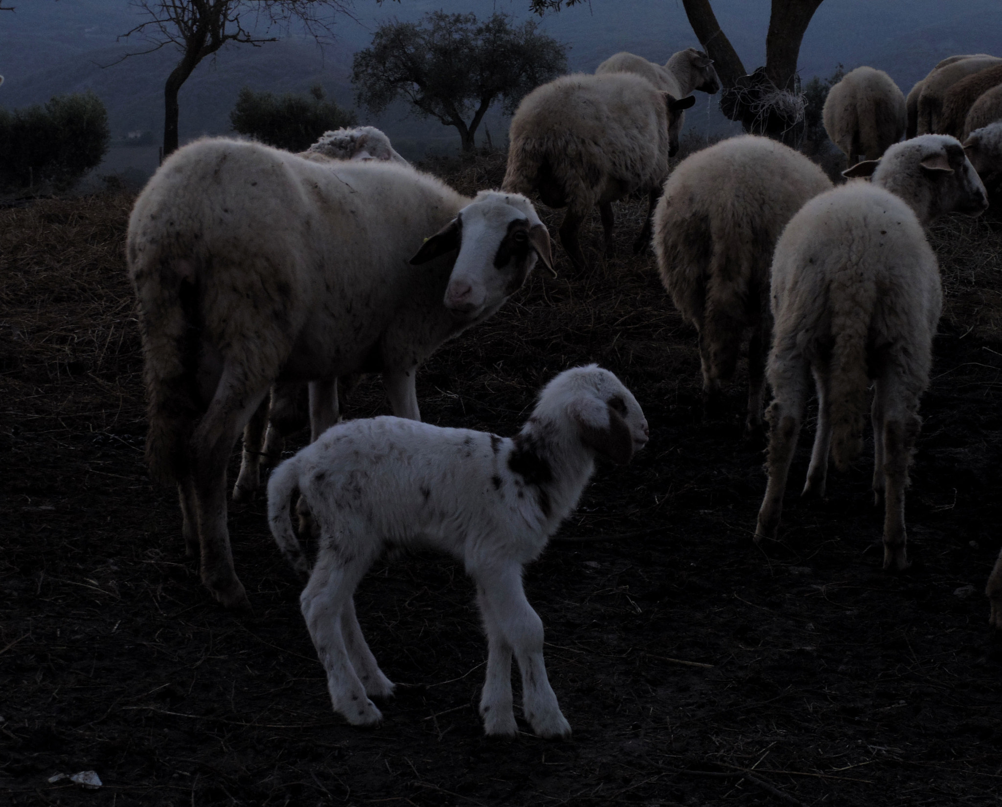 Pentax Q-S1 sample photo. Lamb photography